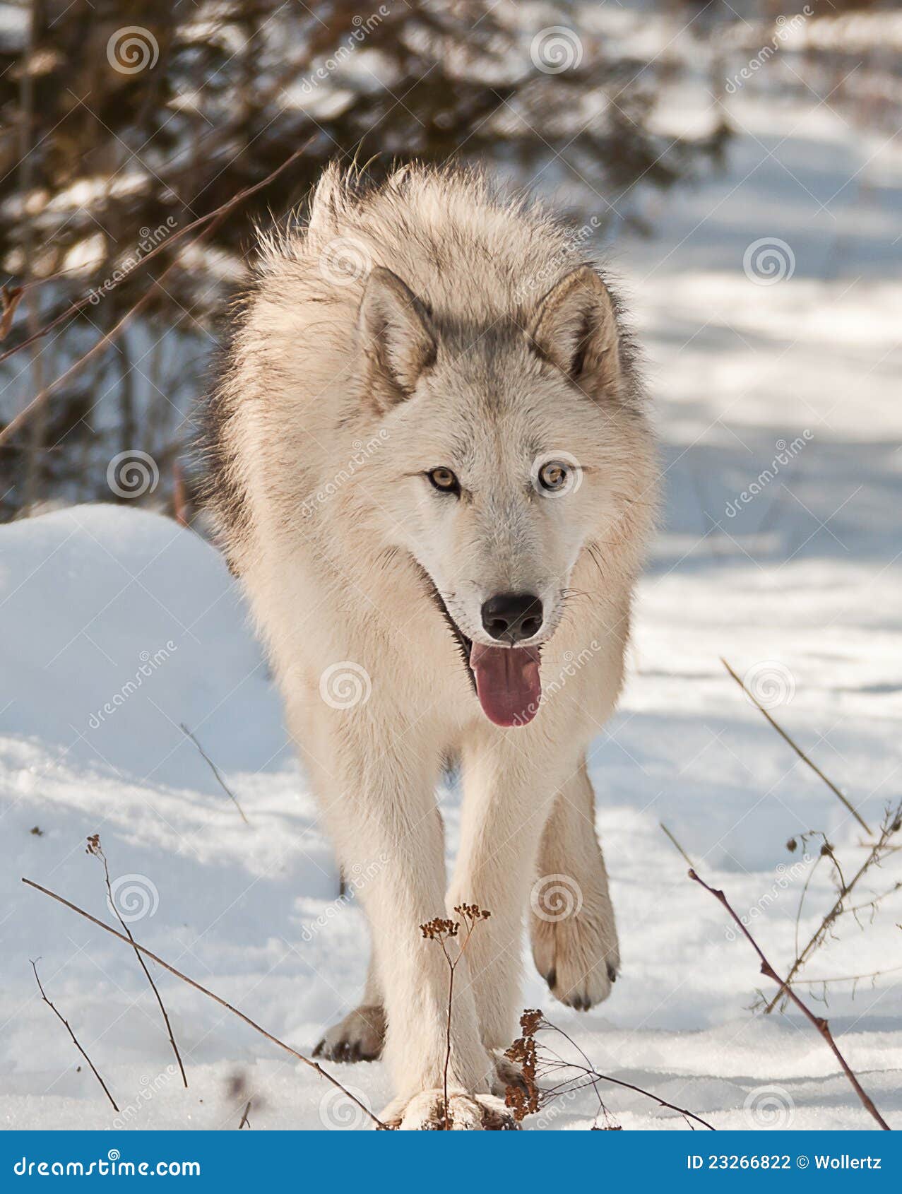 Large wolf walking stock photo. Image of observant, animal 23266822