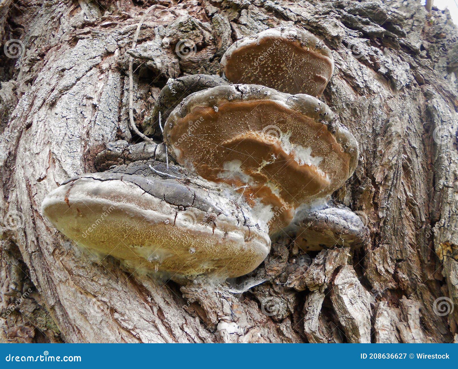 Large Wood Fungus on the Bark of an Old Tree Stock Image Image of