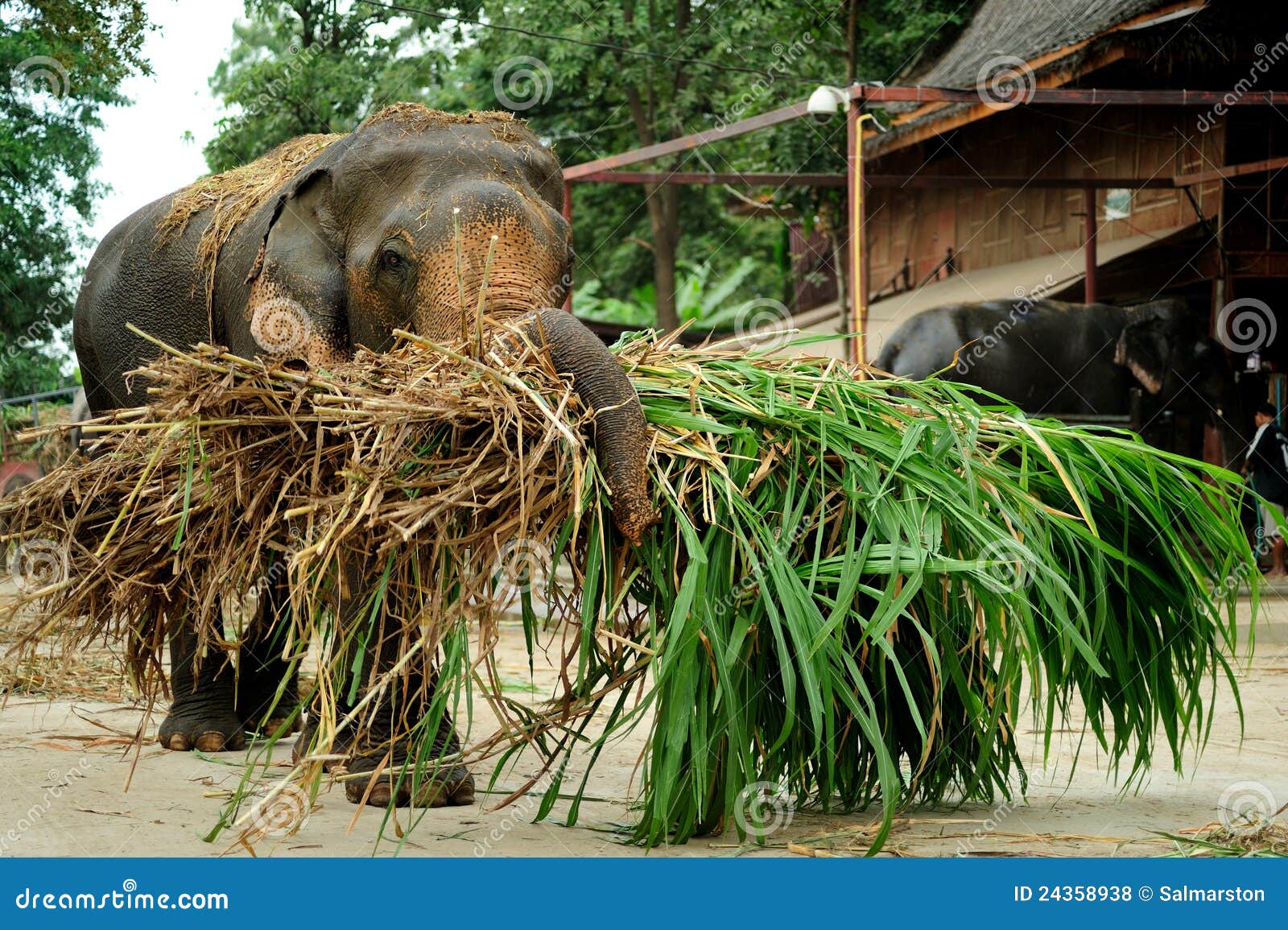 Large Working Elephant Transporting Silage. Large working Asian bull elephant being used to transport agricultural silage