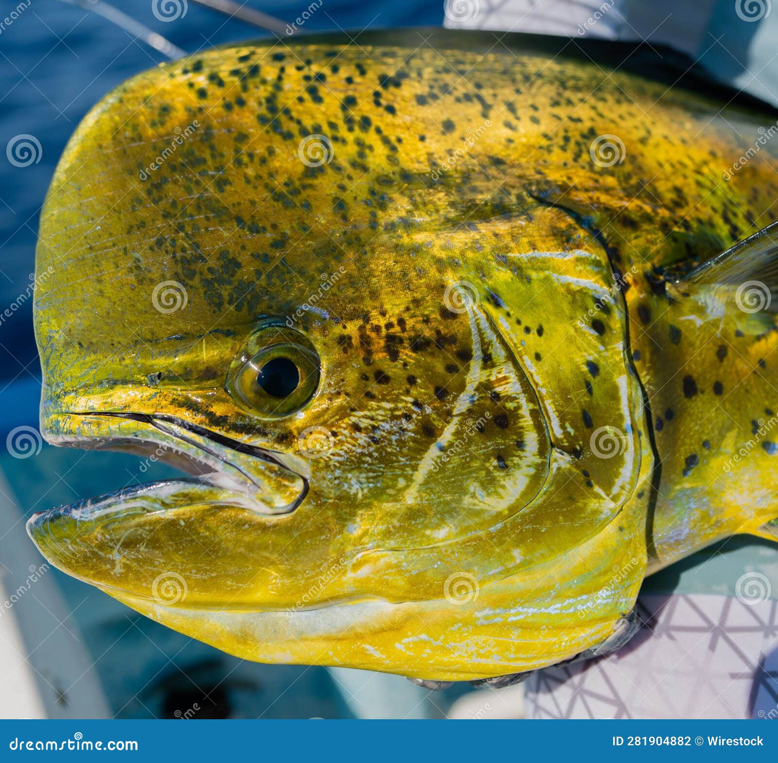 large yellow common dolphinfish (coryphaena hippurus) caught by a person