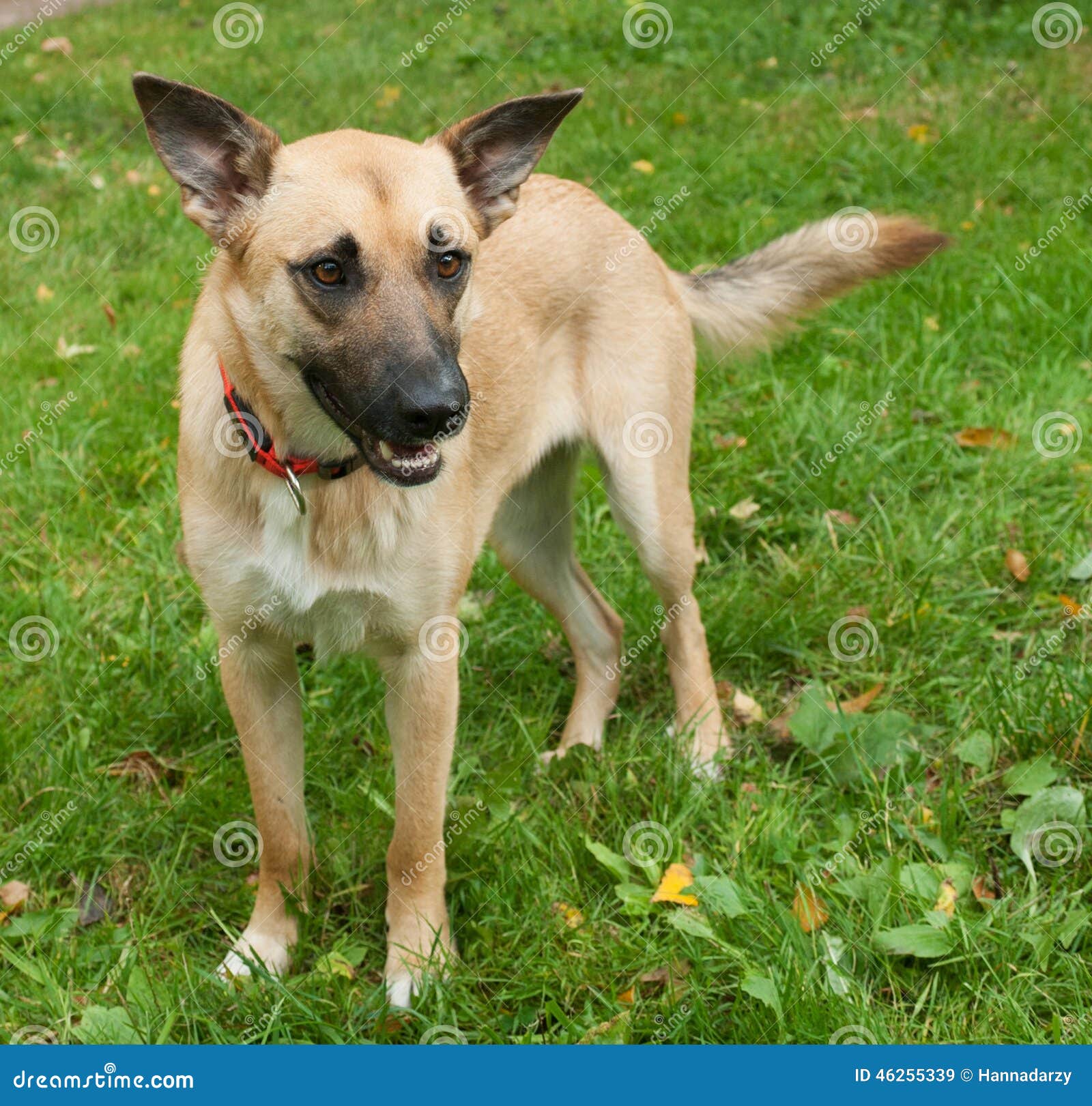 Large Yellow Dog in Red Collar on Background of Grass Stock Image