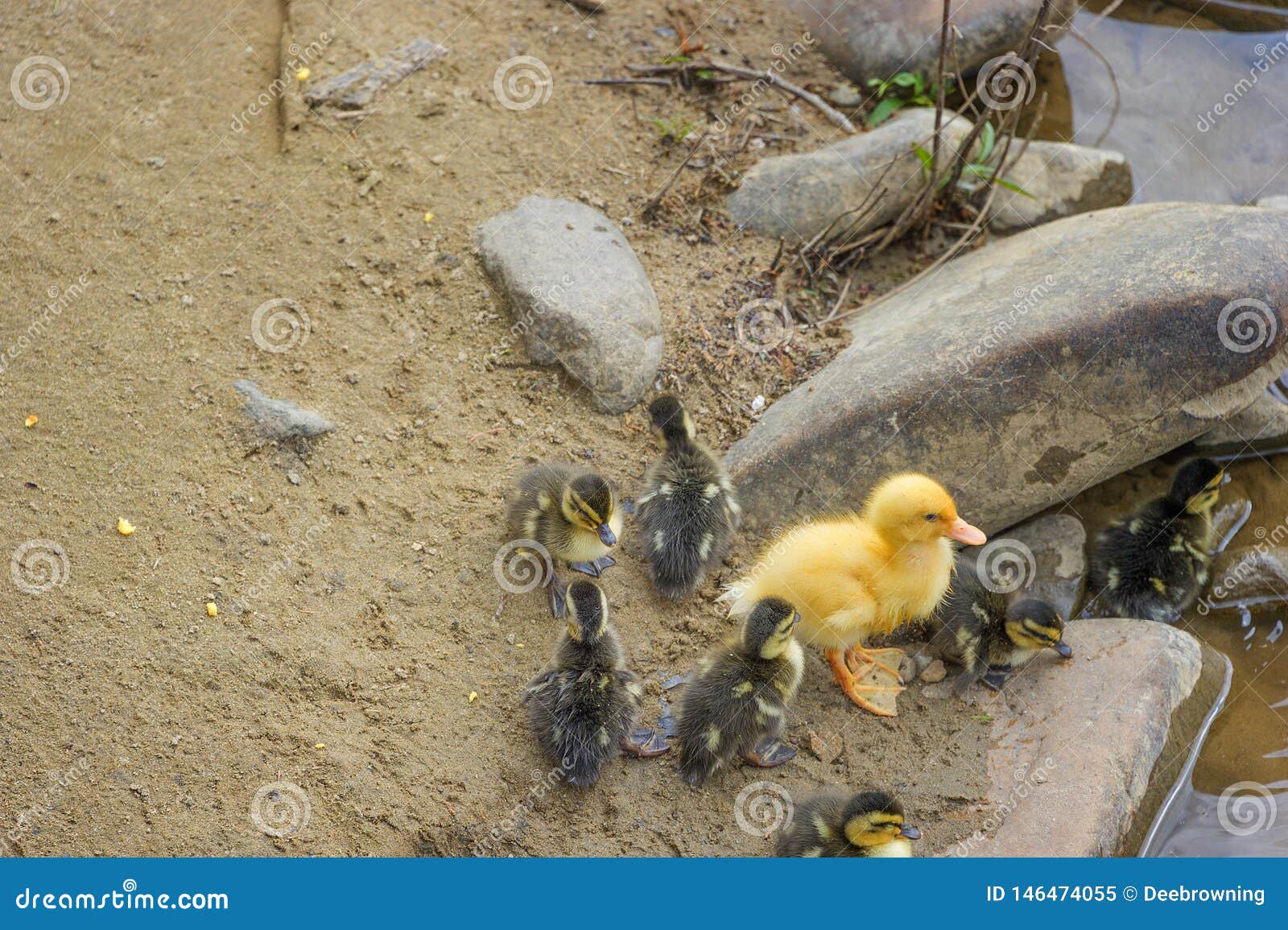 large yellow duckling joins smaller mallard ducklings