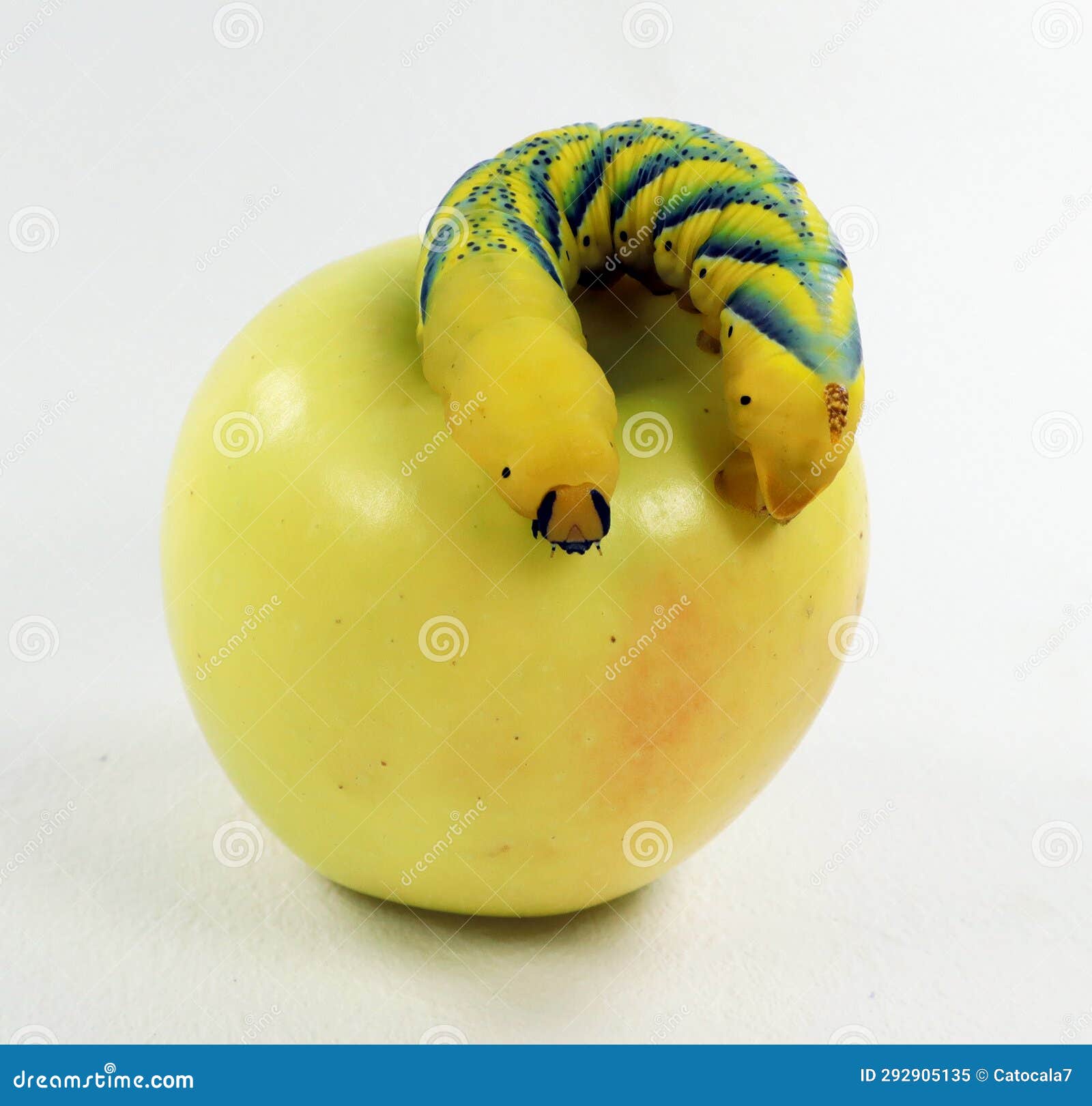 Large Yellow-green Dead-head Moth Acherontia Atropos Caterpillar on a ...