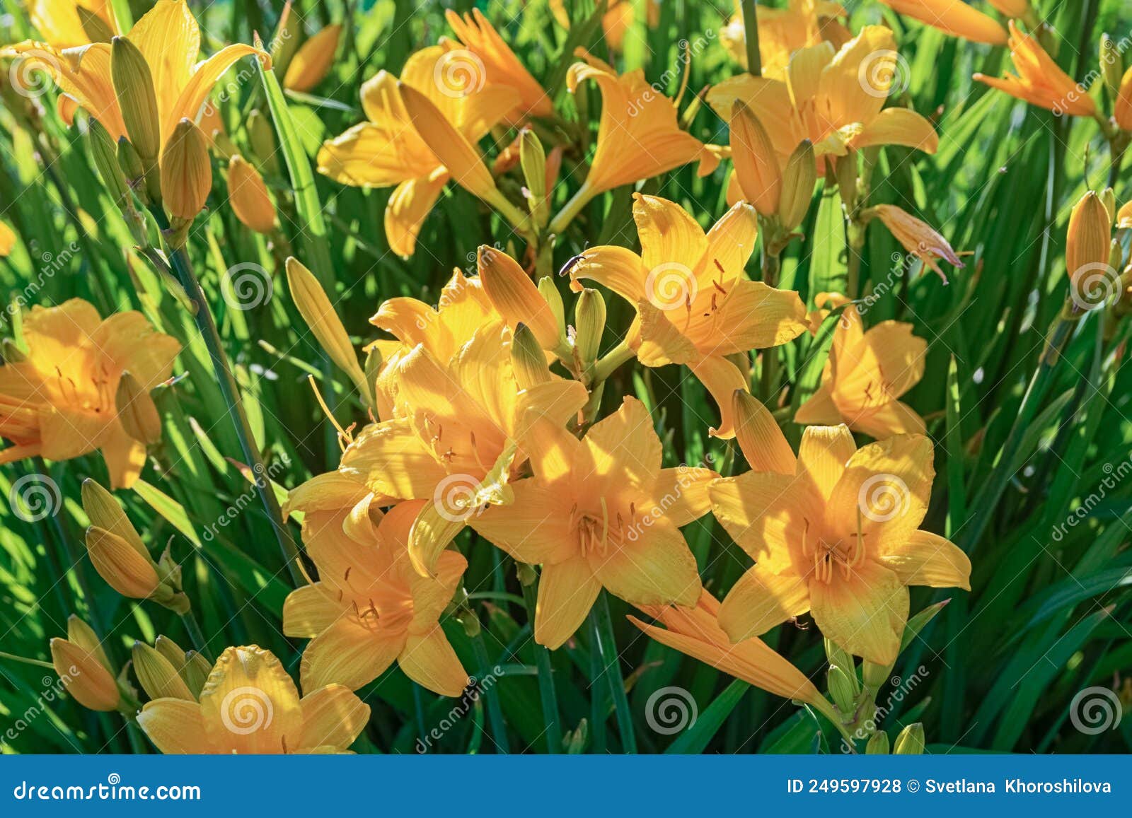 Large Yellow Lilies Bloom in Summer in the Garden Stock Photo Image