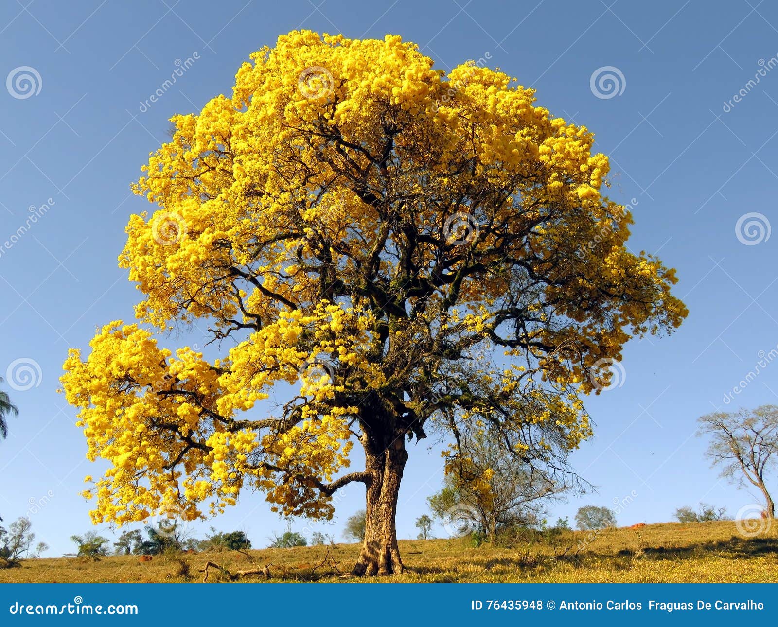 large yellow tree. ipÃÂª. yellow tree covered in flowers. (handroanthus albus)