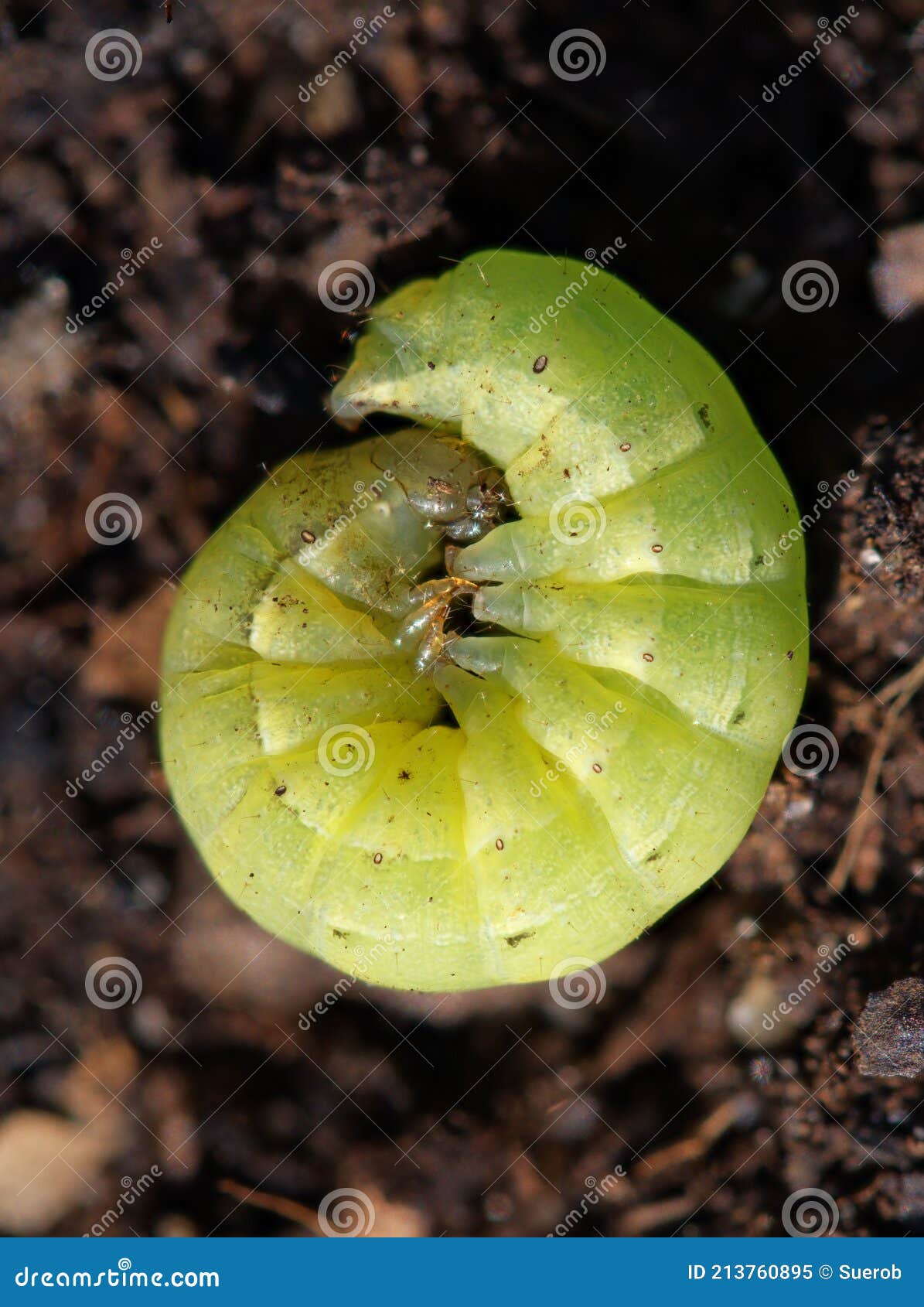 Large Yellow Underwing Caterpillar Green Stock Image Image of