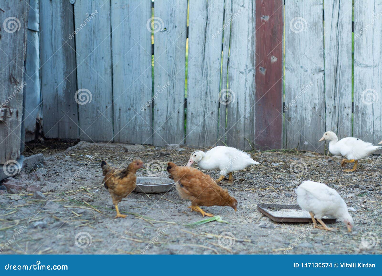 Large Young Chickens Walk Around the Yard Stock Photo Image of lawn