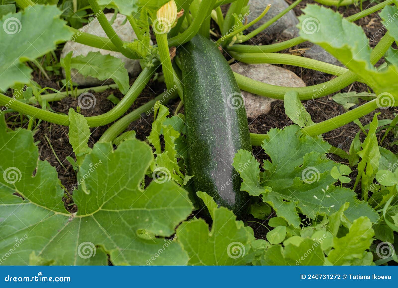 A Large Zucchini Grows in a Garden Bed Stock Photo Image of rustic