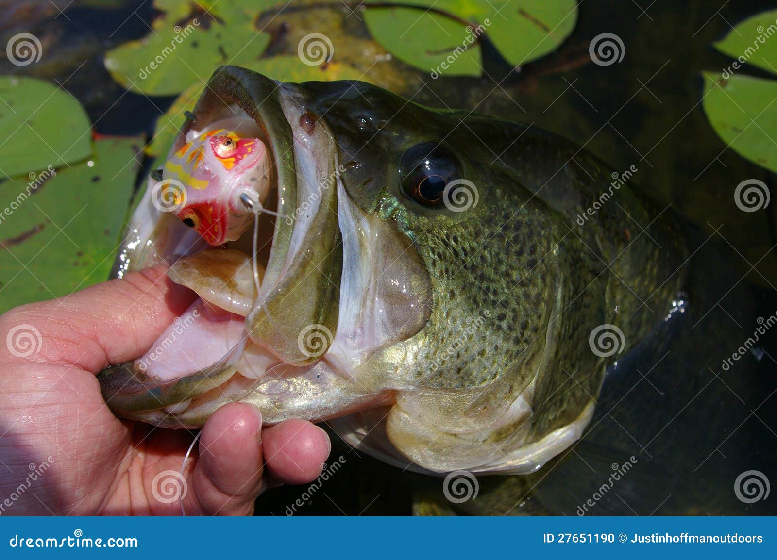 Large Mouth Bass Fishing Lure Stock Photo - Image of trophy