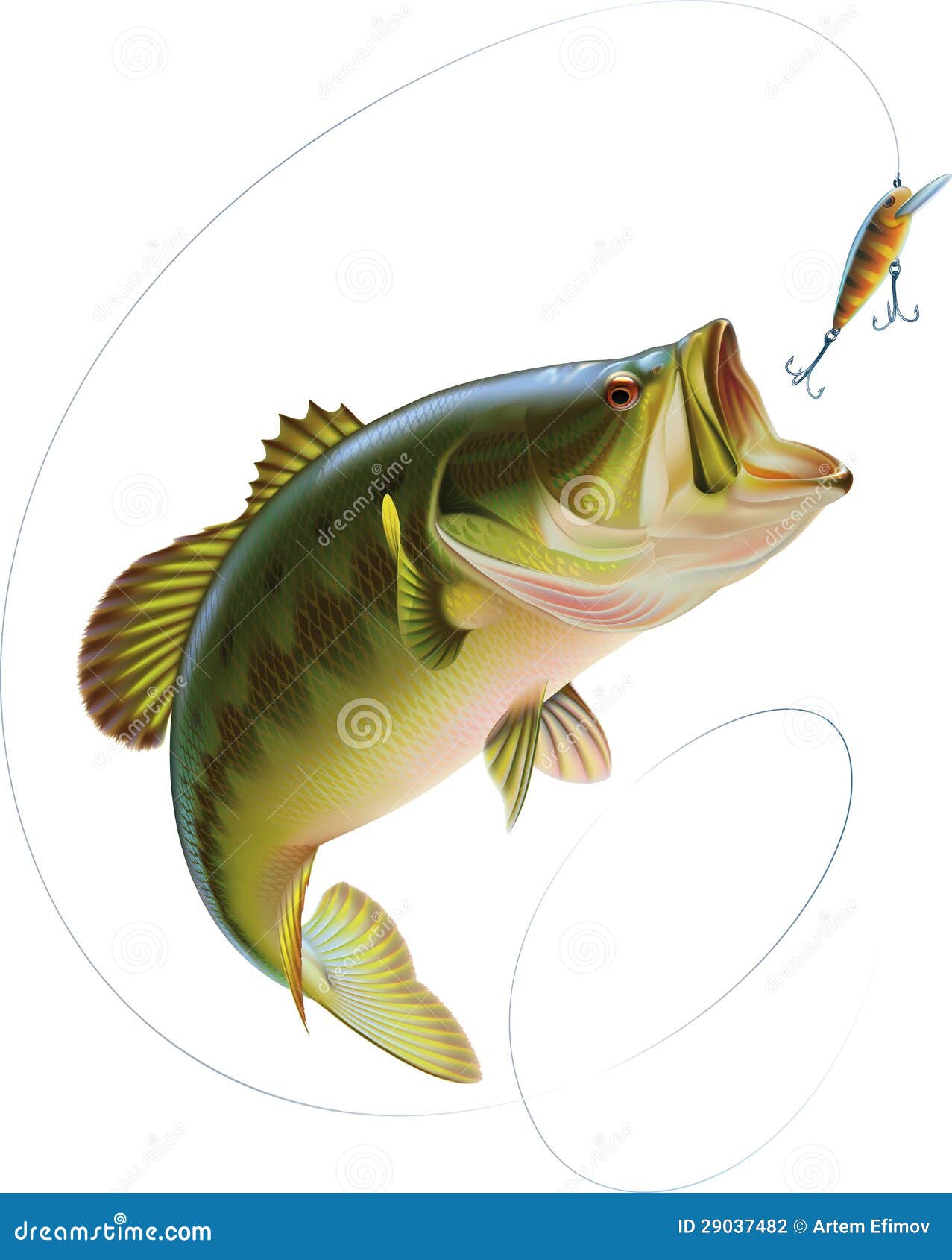 largemouth bass