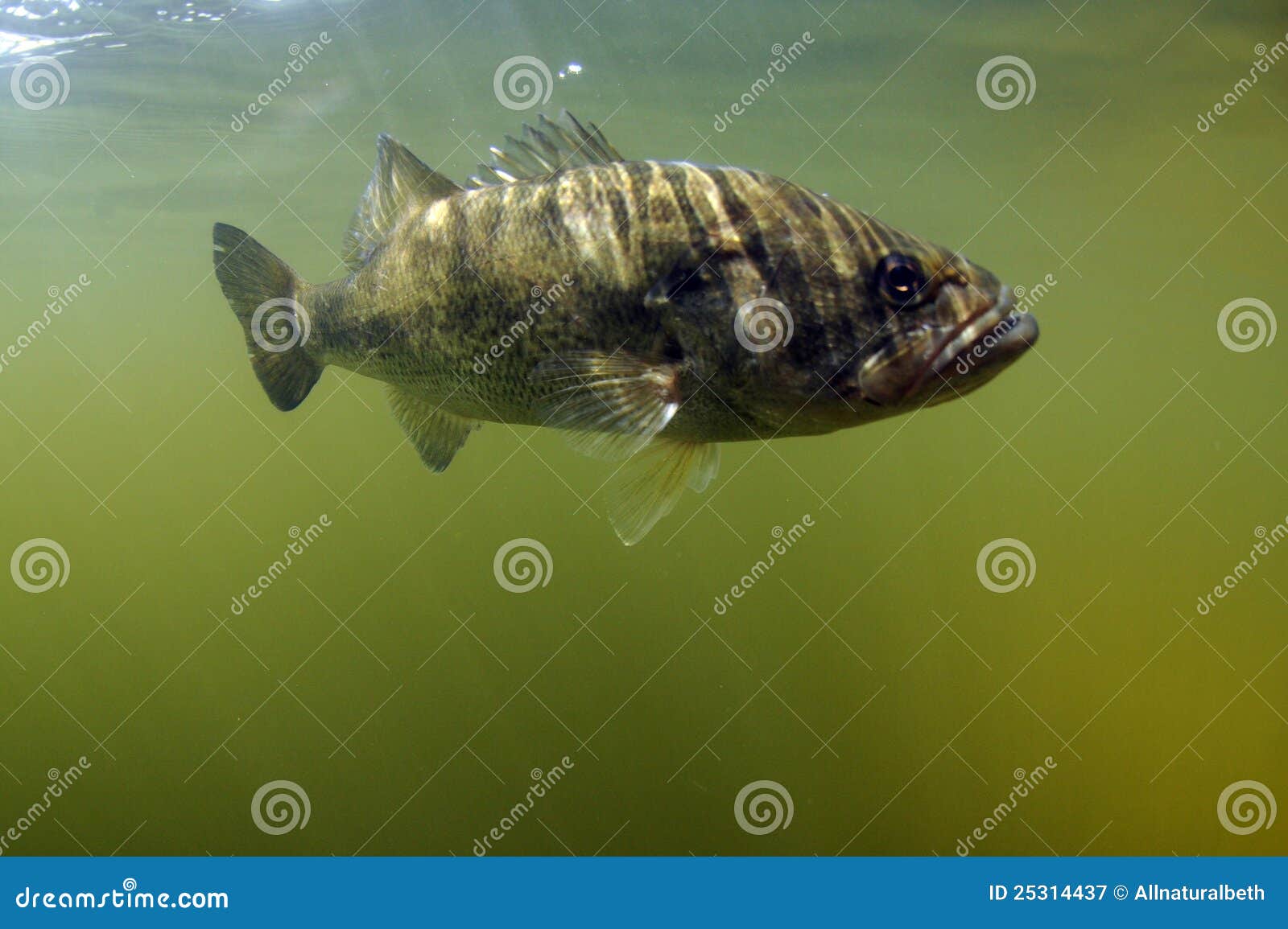largemouth bass fish