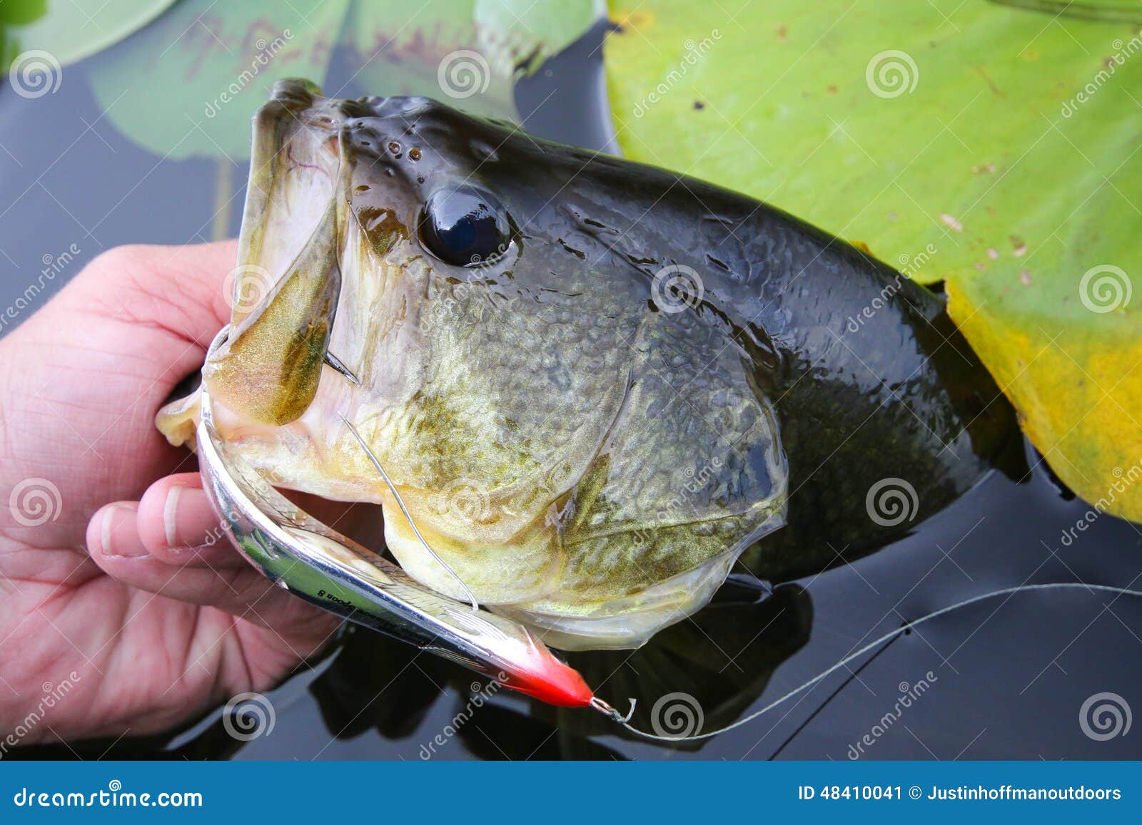 Large Mouth Bass Fishing Spoon Lure Stock Image - Image of lily, bait:  48410041