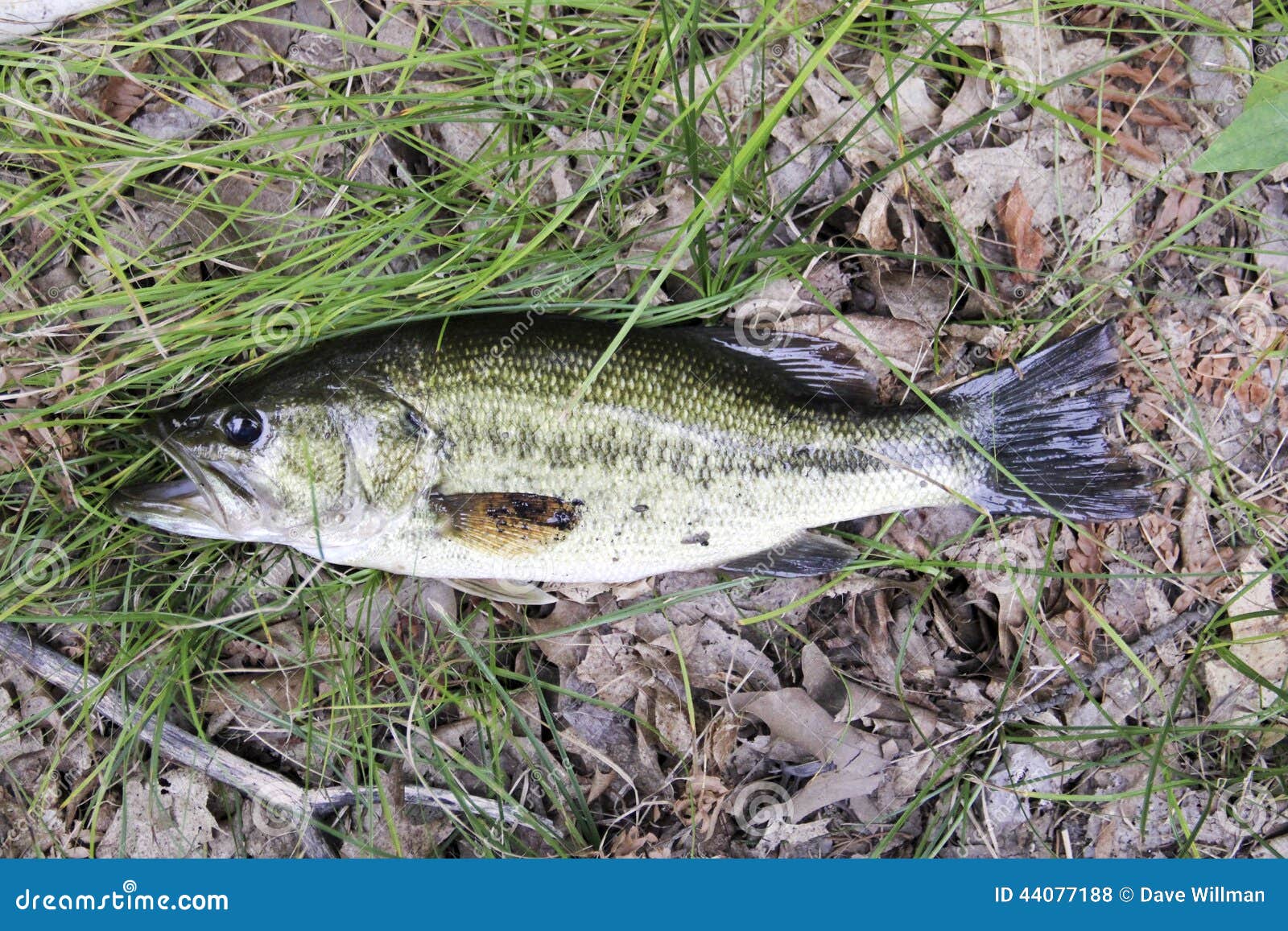 Largemouth Bass on Grass and Leaves Stock Photo - Image of fish, caught:  44077188