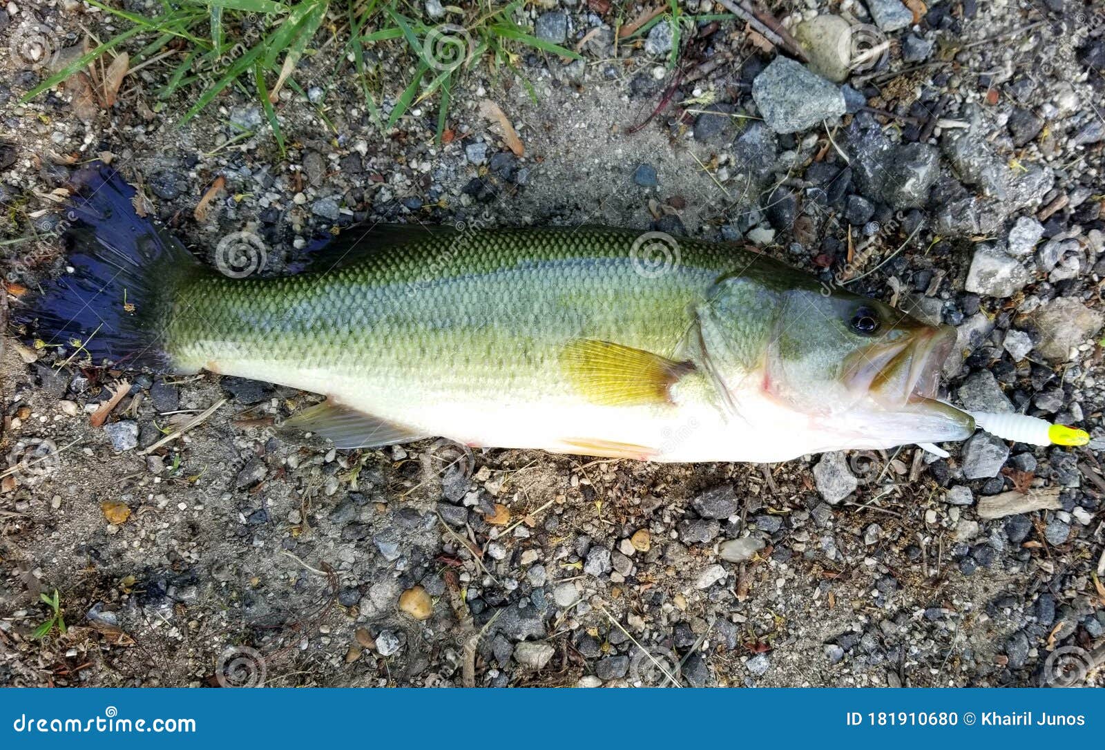 Largemouth Bass with with a Hook on the Ground Stock Photo - Image