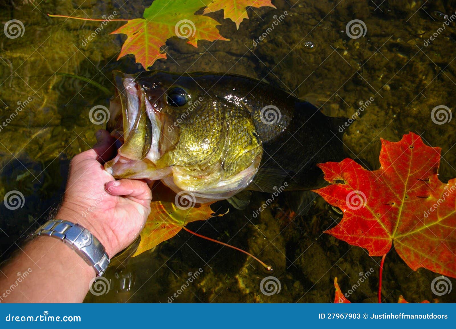 large mouth bass lipped by angler fishing