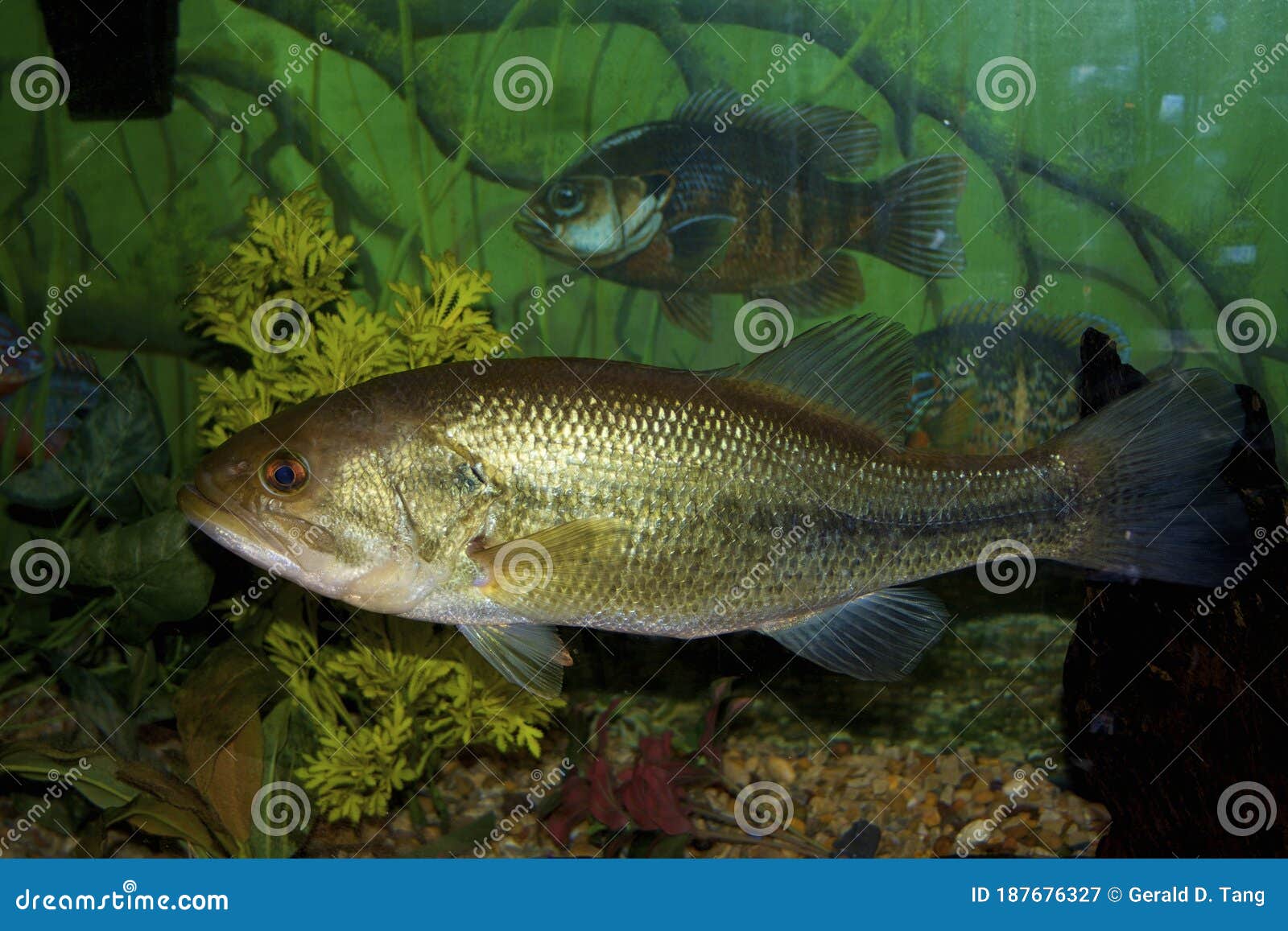 Largemouth Bass 800386 stock image. Image of environmental - 187676327