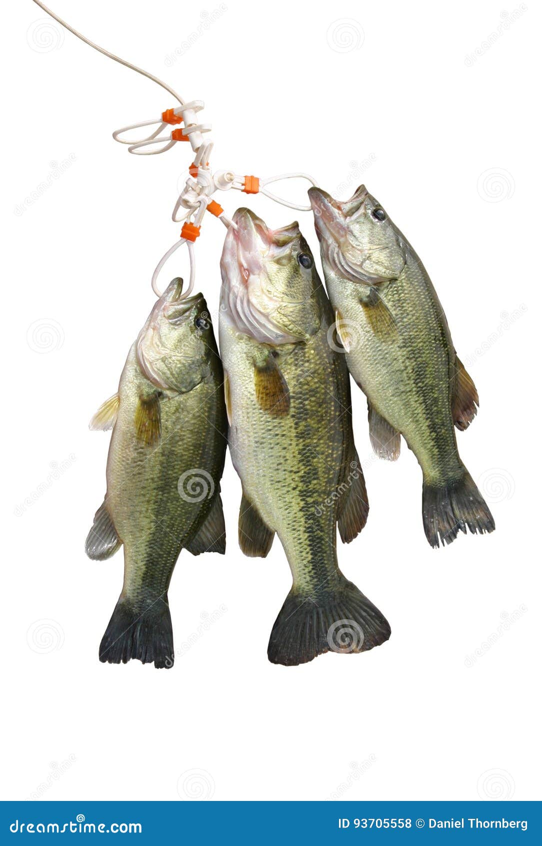 https://thumbs.dreamstime.com/z/largemouth-bass-stringer-isolated-white-three-background-93705558.jpg