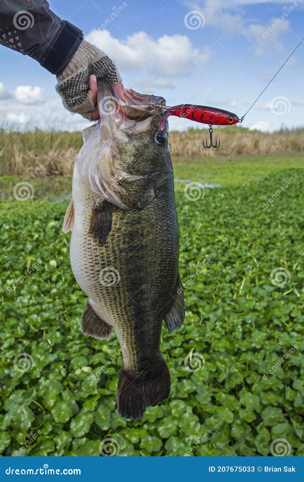 Largemouth Bass with Topwater Lure Closeup Stock Image - Image of black,  green: 207675033