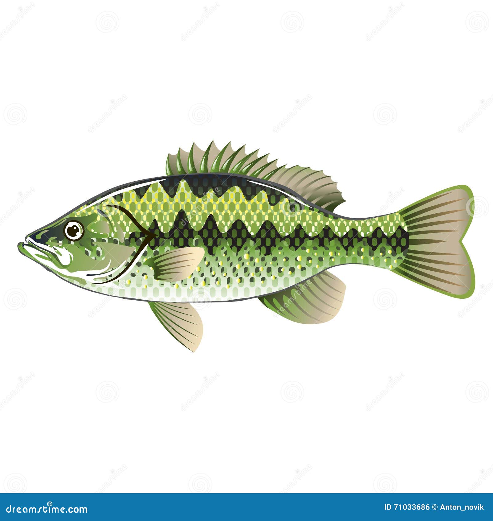 largemouth spotted bass