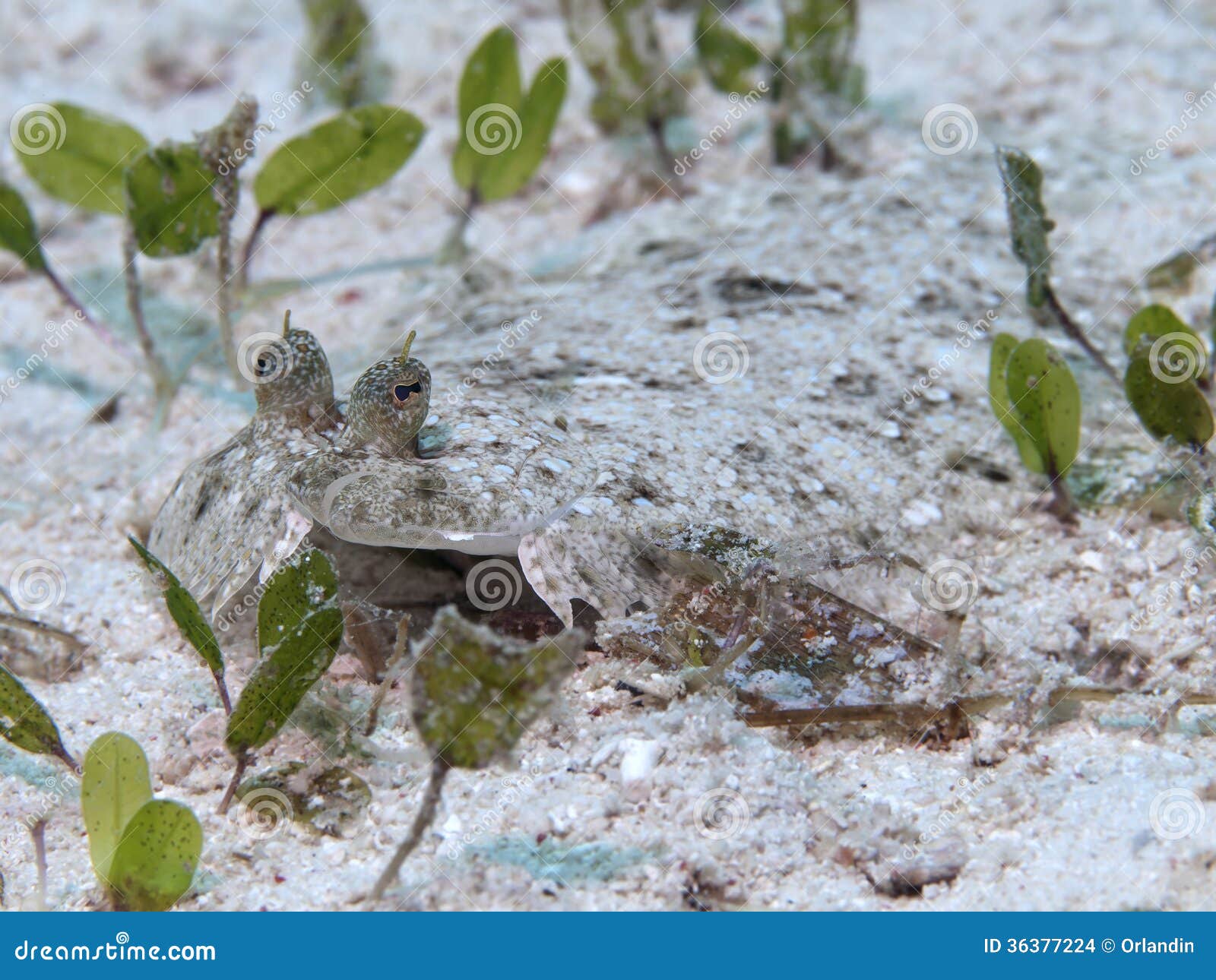 Largescale flounder stock photo. Image of reef, animal 36377224