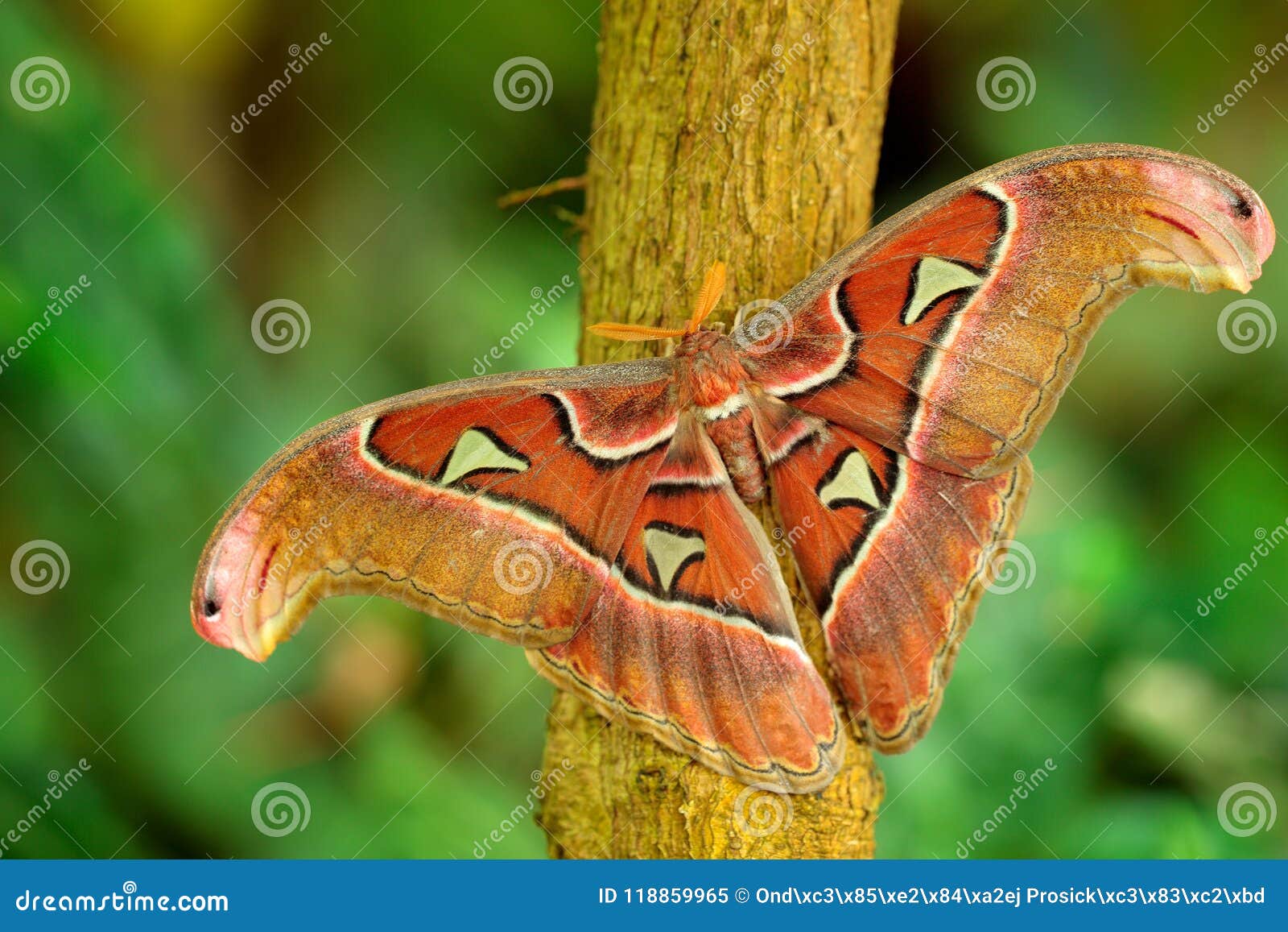 The Largest Butterfly on the World. Beautiful Big Insect, Giant Atlas Moth, Attacus Atlas, in Habitat, India. Wildlife in Asia Stock Image - Image of macro, beautiful: 118859965 The Largest Butterfly on the World. Beautiful Big Insect, Giant Atlas Moth, Attacus Atlas, in Habitat, India. Wildlife in Asia Stock Image - Image of macro, beautiful: 118859965