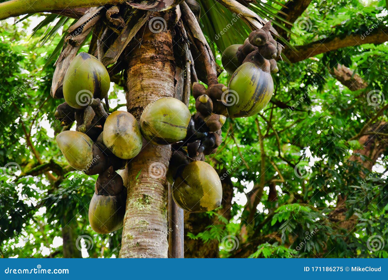 coco de mer palm tree seychelles