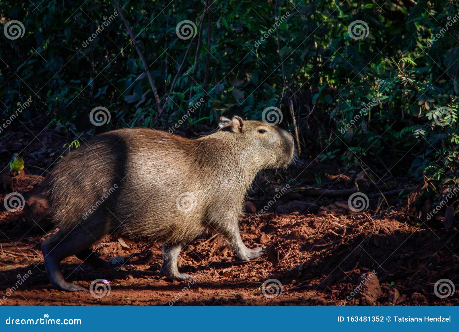 The Largest and Friendliest Rodent in the World is Capybara. they are Found  in Latin America. Wildlife of Brazil Stock Photo - Image of capibara,  fauna: 163481352