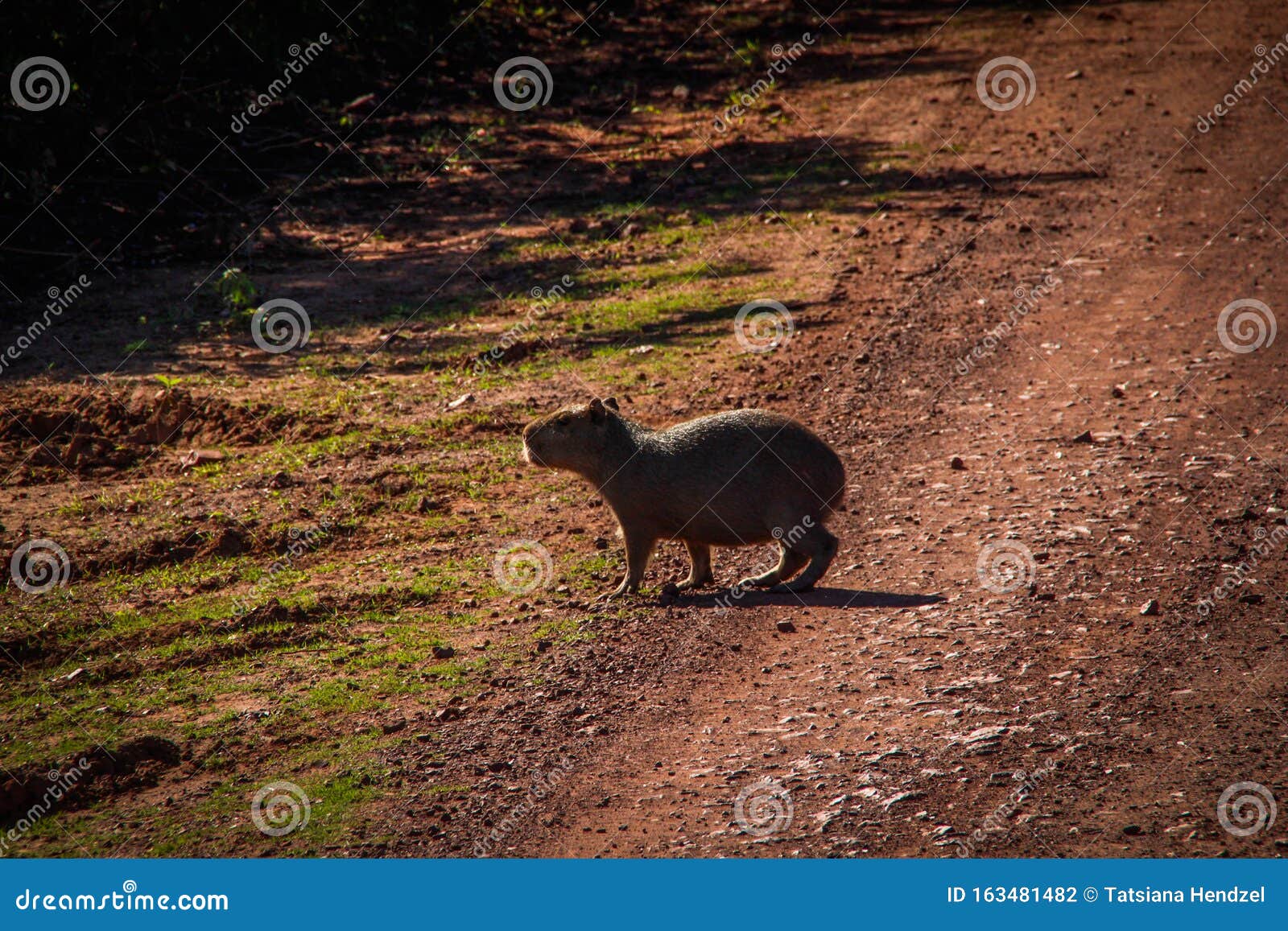 The Largest and Friendliest Rodent in the World is Capybara. they are Found  in Latin America. Wildlife of Brazil Stock Photo - Image of brasil, jungle:  163481482
