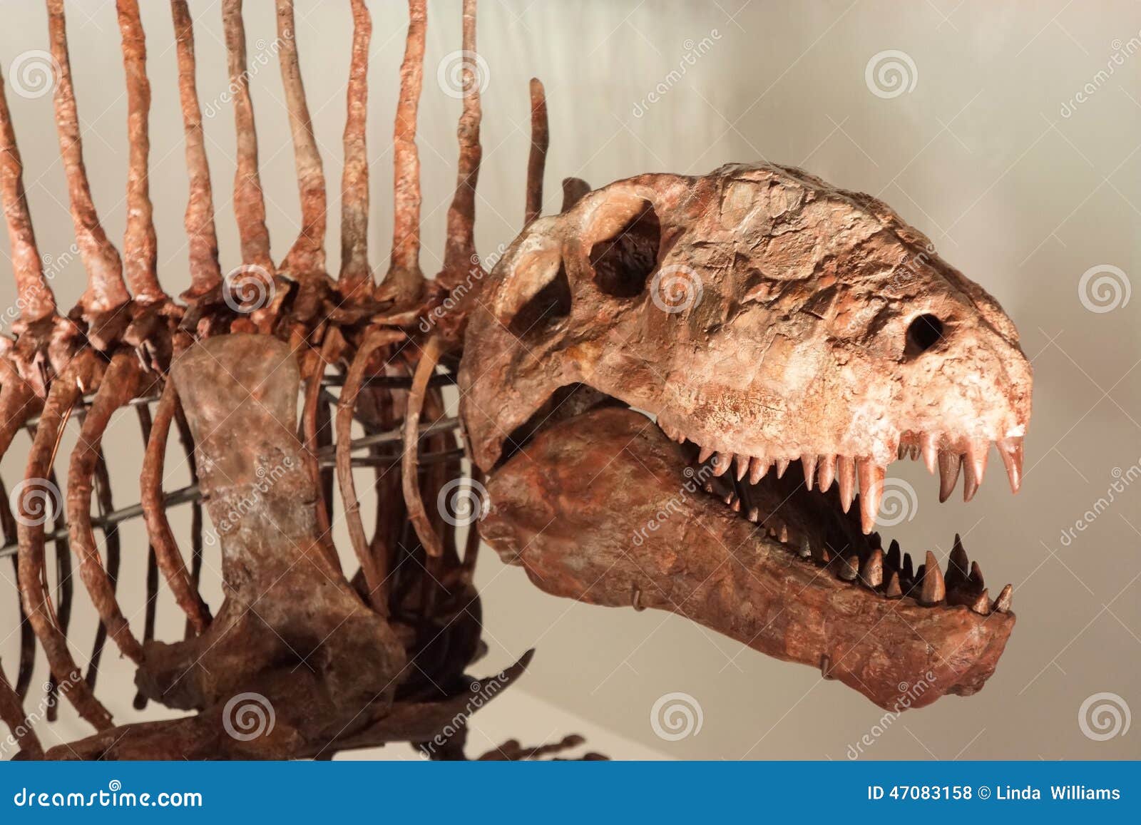 Largest Prehistoric Dinosaur With Huge Serrated Teeth Stock Photo - Image: 47083158