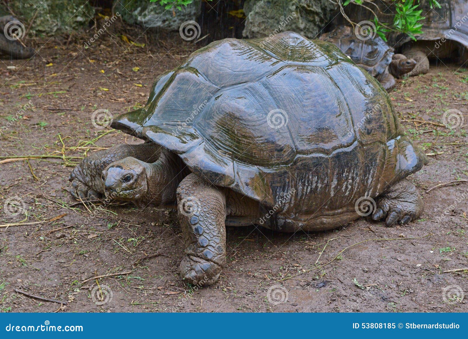 the largest tortoise in the park trying to find a dry shade during a downpour