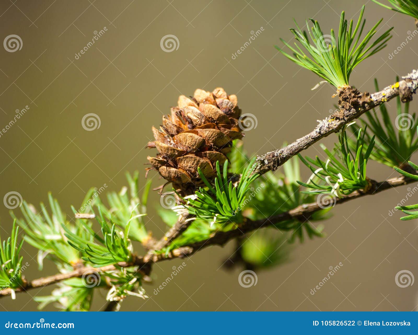 larix kaempferi carriere, pinaceae, tree branch