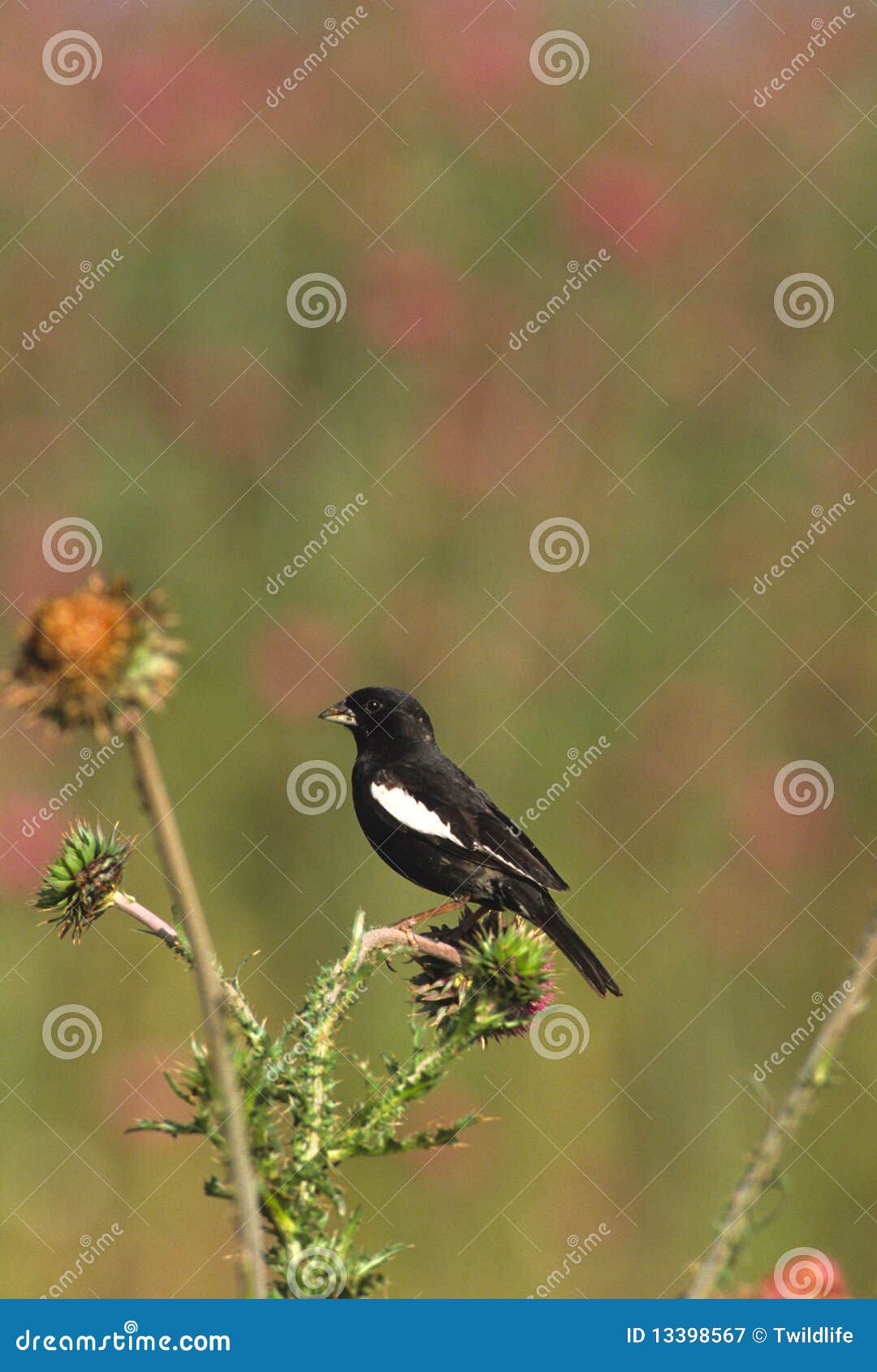 lark bunting