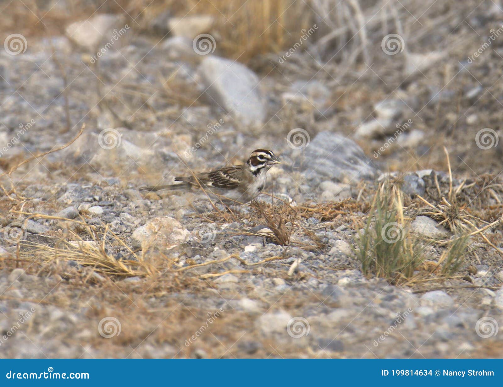 lark sparrow chondestes grammacus