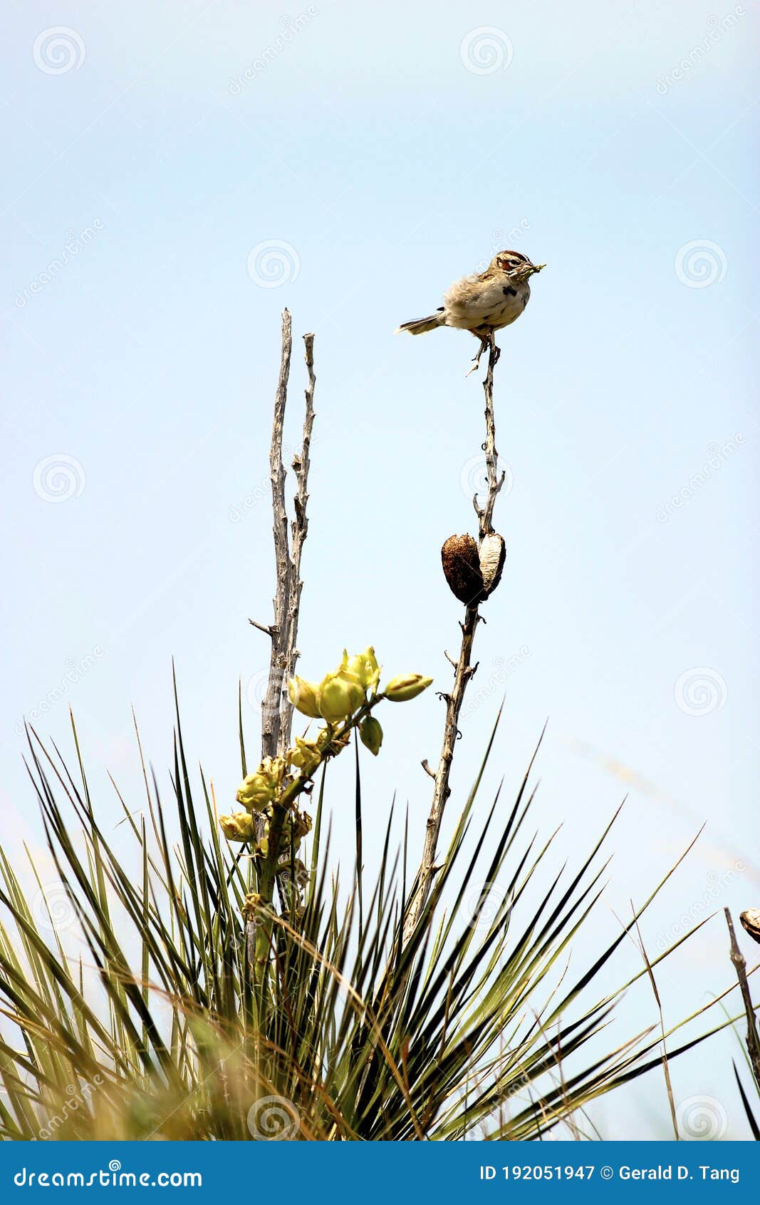 lark sparrow   604423