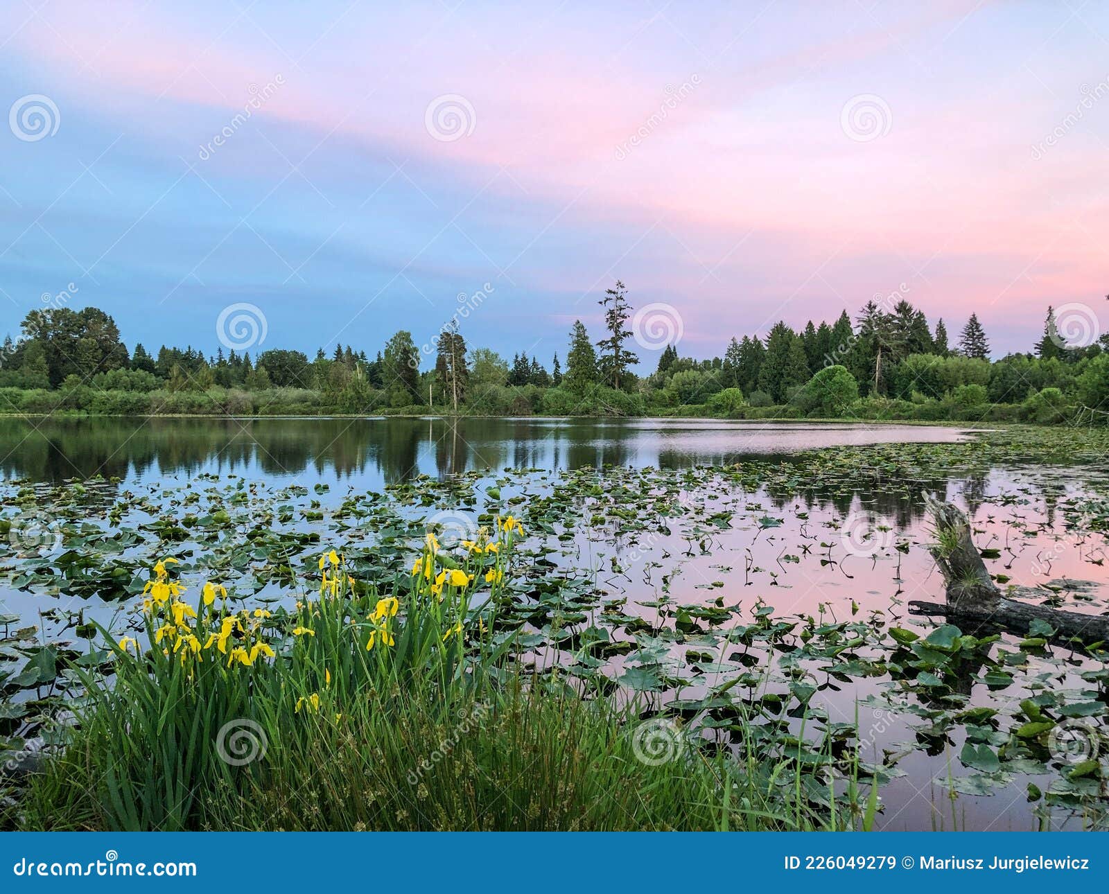 Larsen Lake Blueberry Farm stock image. Image of lake 226049279