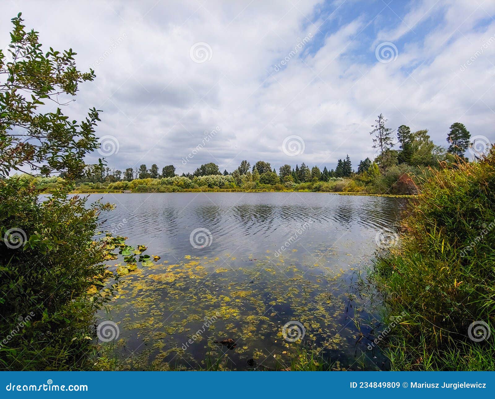 Larsen Lake Blueberry Farm stock image. Image of park 234849809