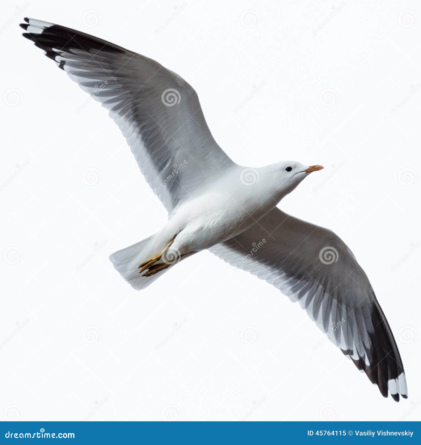 larus canus, common gull