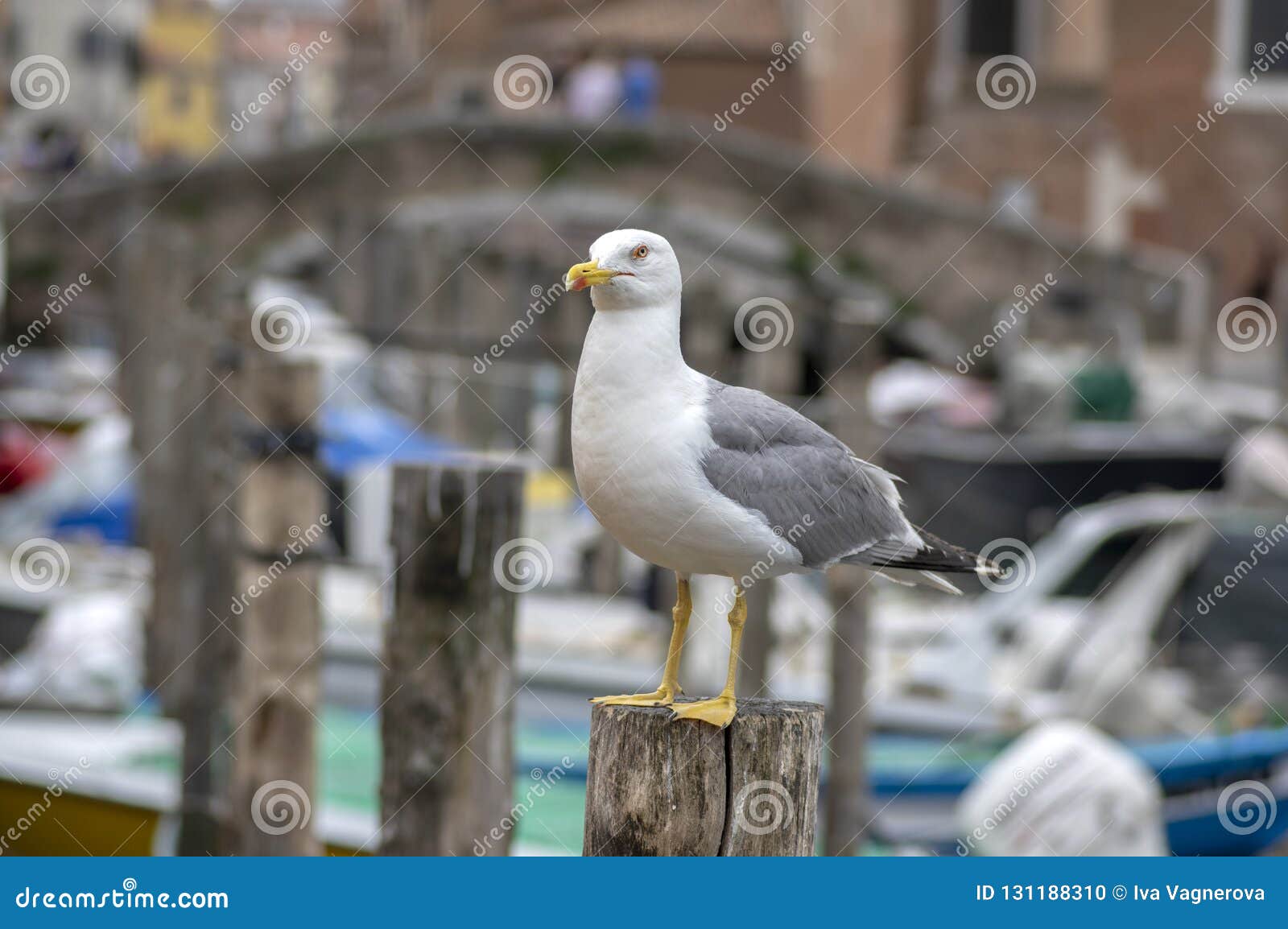 larus michahellis italian bird, yellow-legged gull on wooden bricole in chioggia town