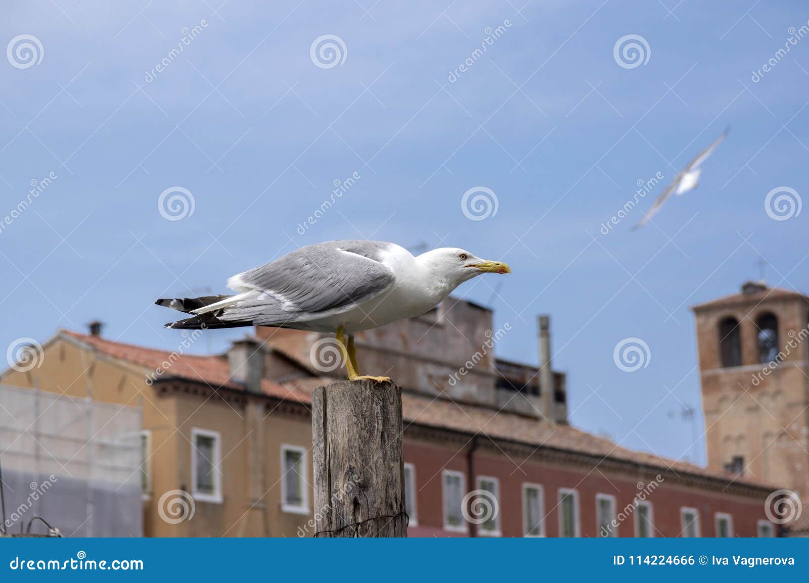 larus michahellis, yellow-legged gull on bricole in italian town chioggia, starting to fly