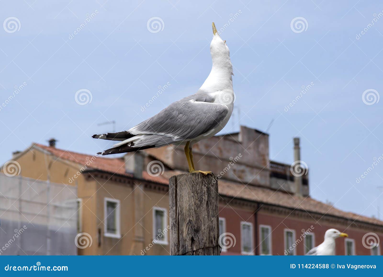 larus michahellis, yellow-legged gulls on bricole in italian town chioggia