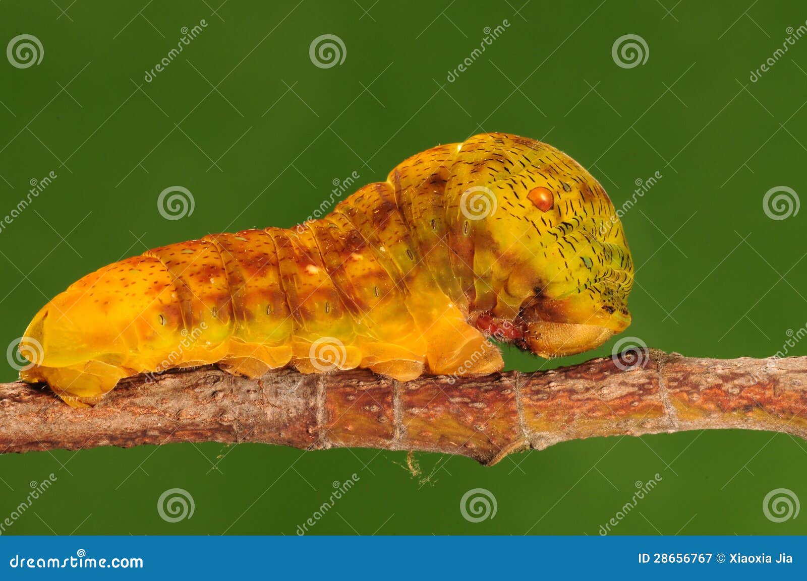 Sưu tập Bộ cánh vẩy 2 - Page 70 Larva-butterfly-yellow-teinopalpus-aureus-28656767