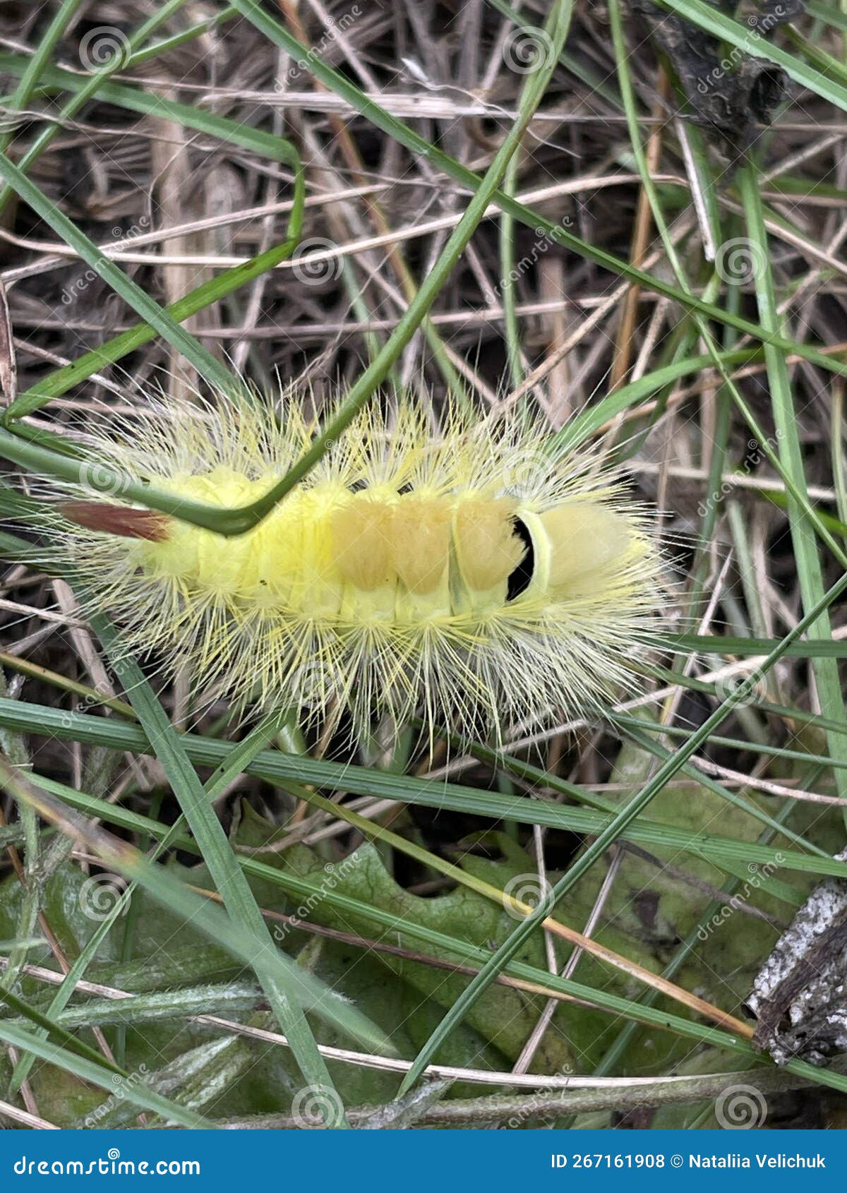 the larva of dasychira pudibunda caterpillar in the autumn forest.