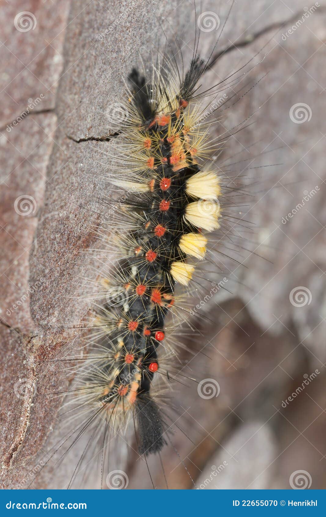 Larva De La Polilla Que Se