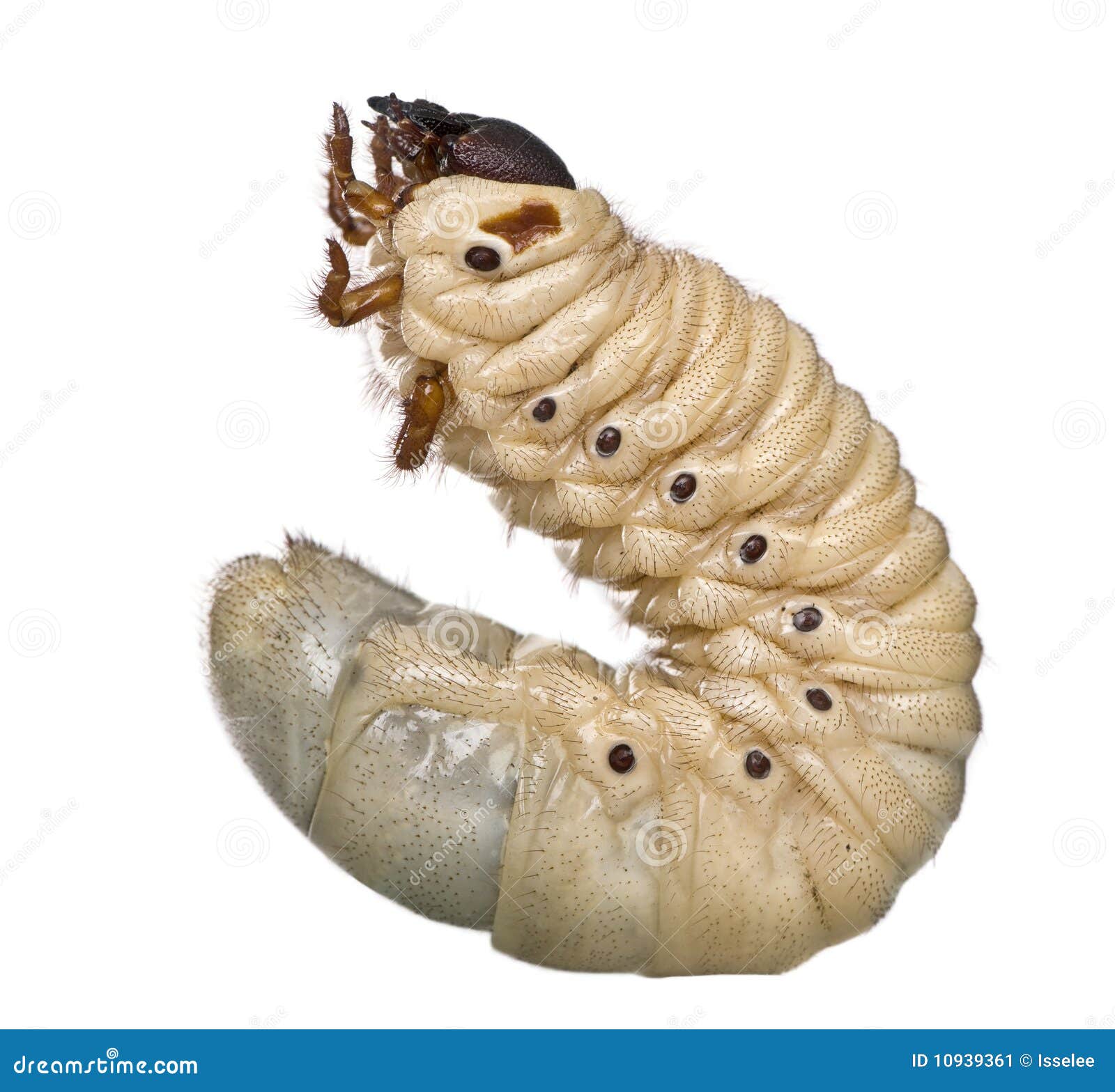 larva of a hercules beetle, dynastes hercules