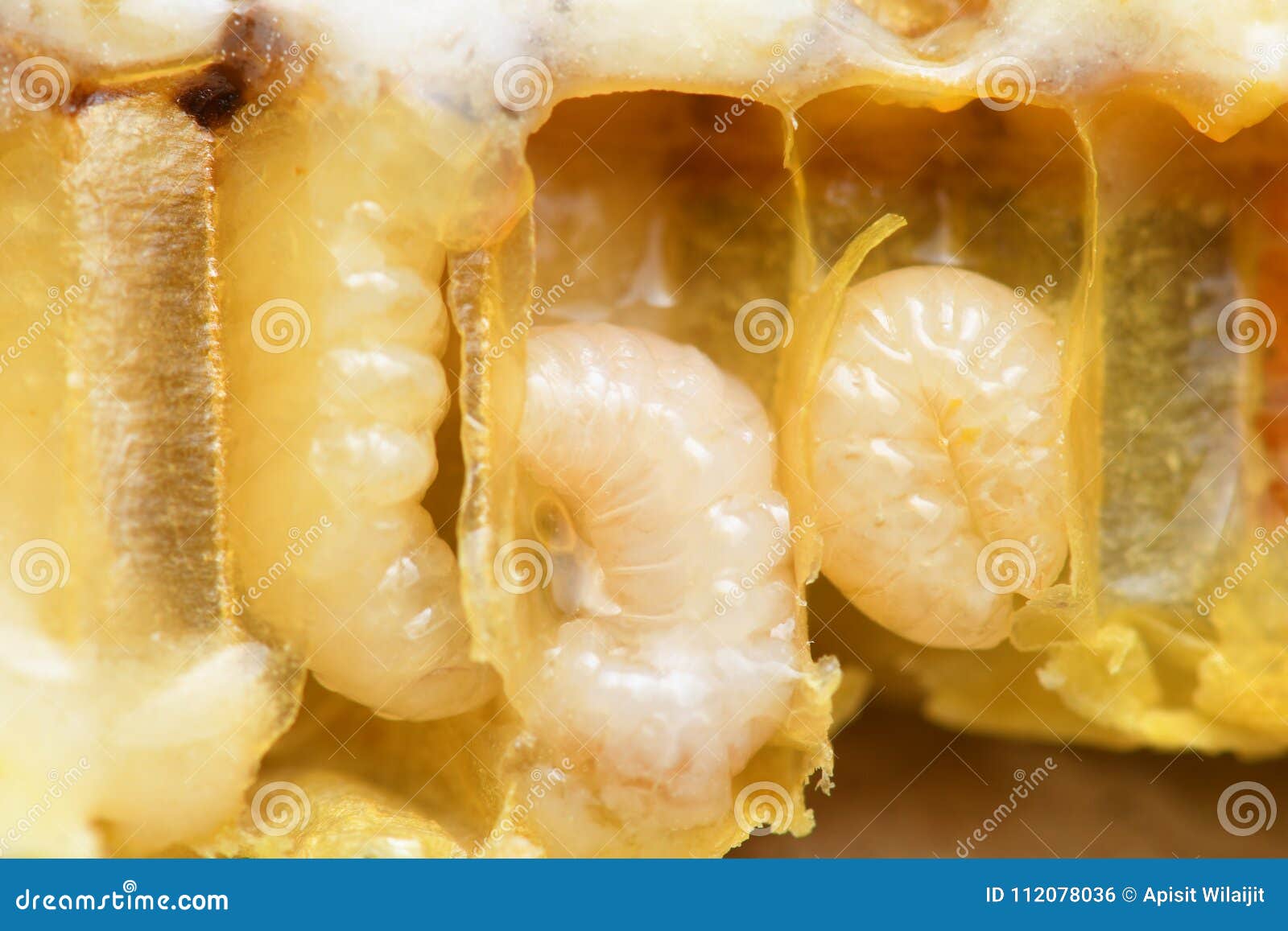 Larva Hymenoptera Royalty-Free Stock Photography | CartoonDealer.com ...