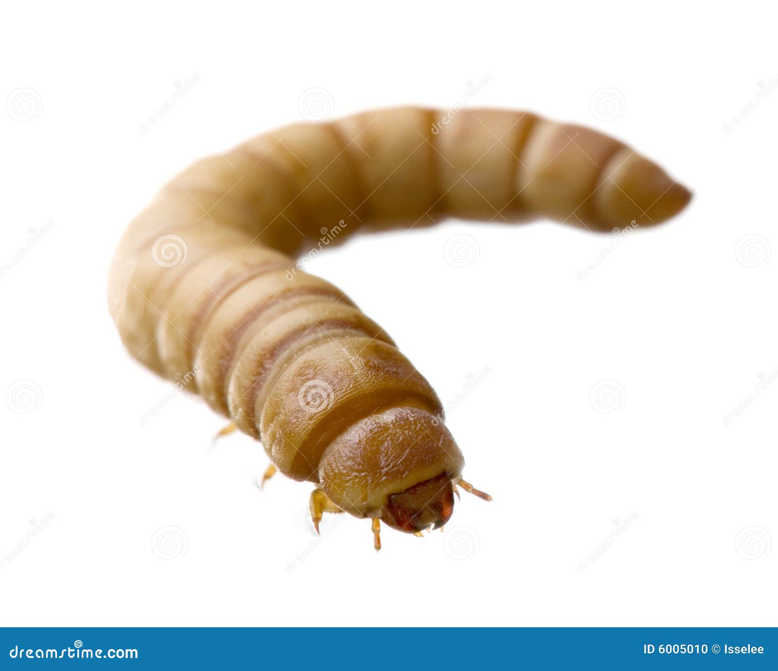 Larva of Mealworm Tenebrio Molitor Stock Photo Image of isolated