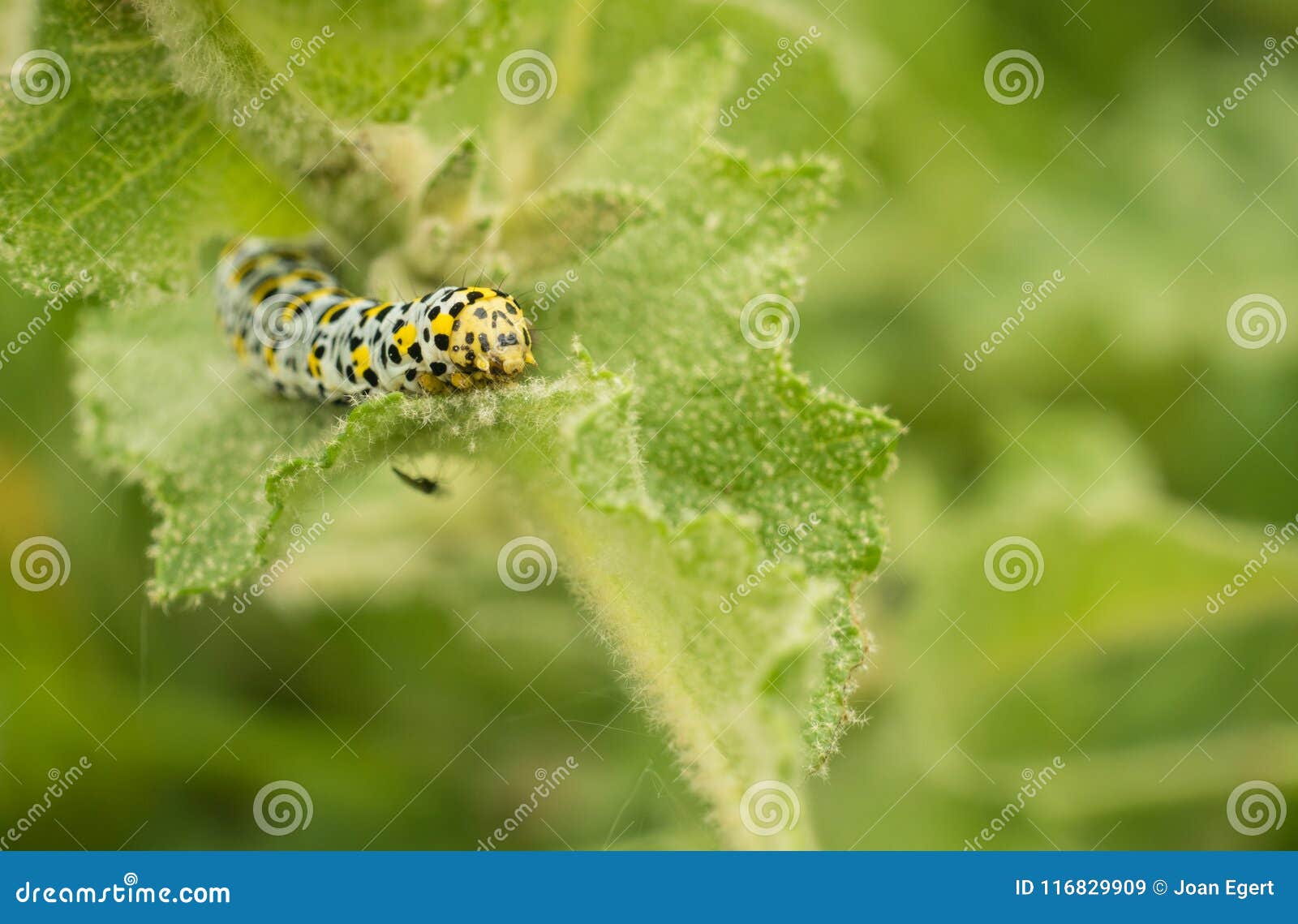 larva of mullein moth on stingy leaf