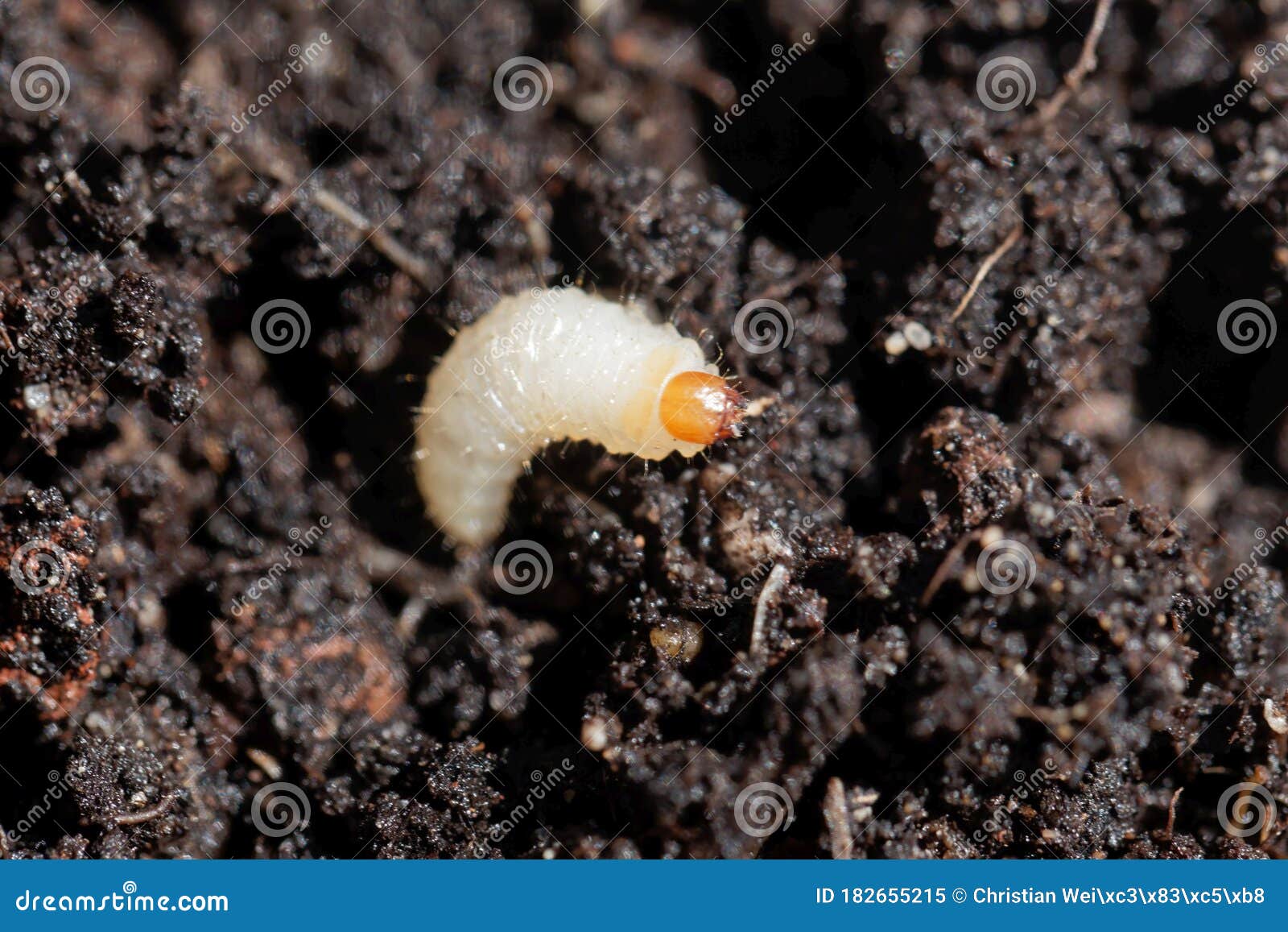 Larva Of A Weevil Bug Otiorhynchus On Garden Soil Stock Image Image Of Insect Danger