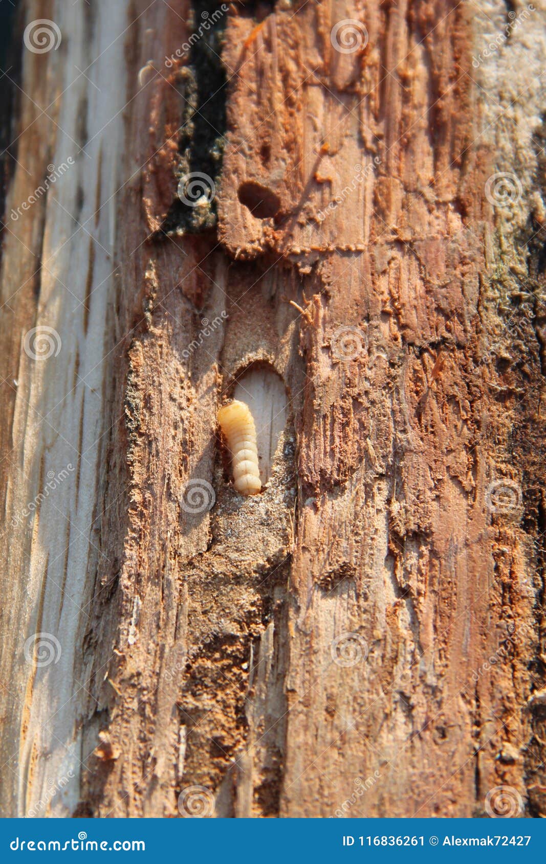Larva Of Woodworm Lives Under Pine Bark Common Furniture Beetle
