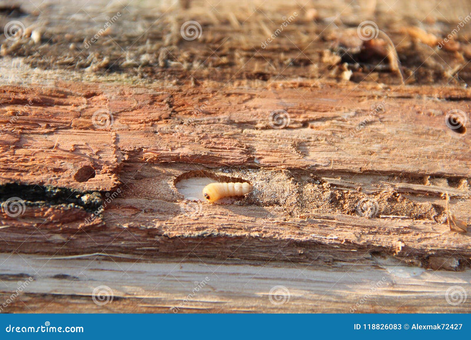 Larva Of Woodworm Lives Under Pine Bark Common Furniture Beetle